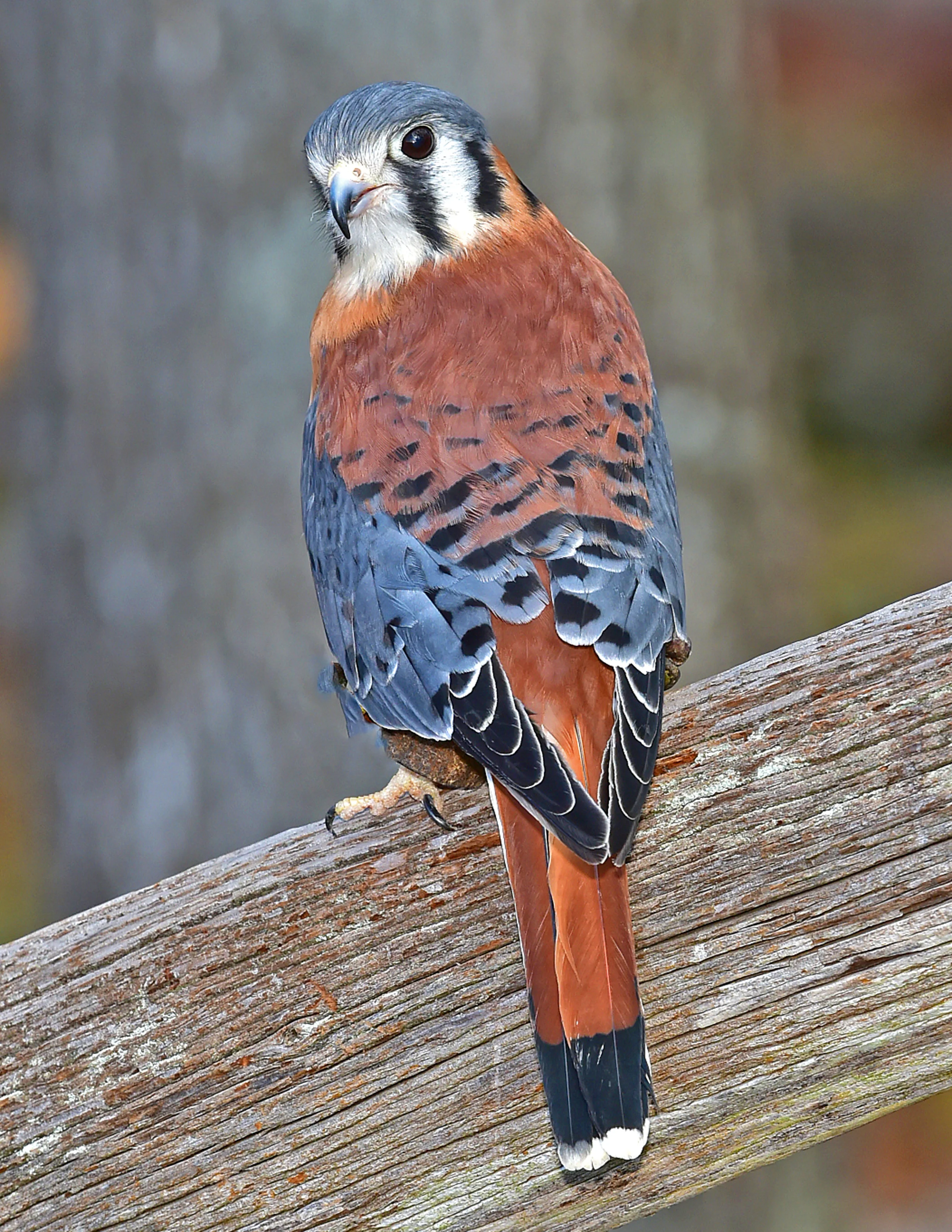 Photo by Randy Streufert