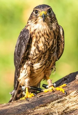 Photo by Michael Chen