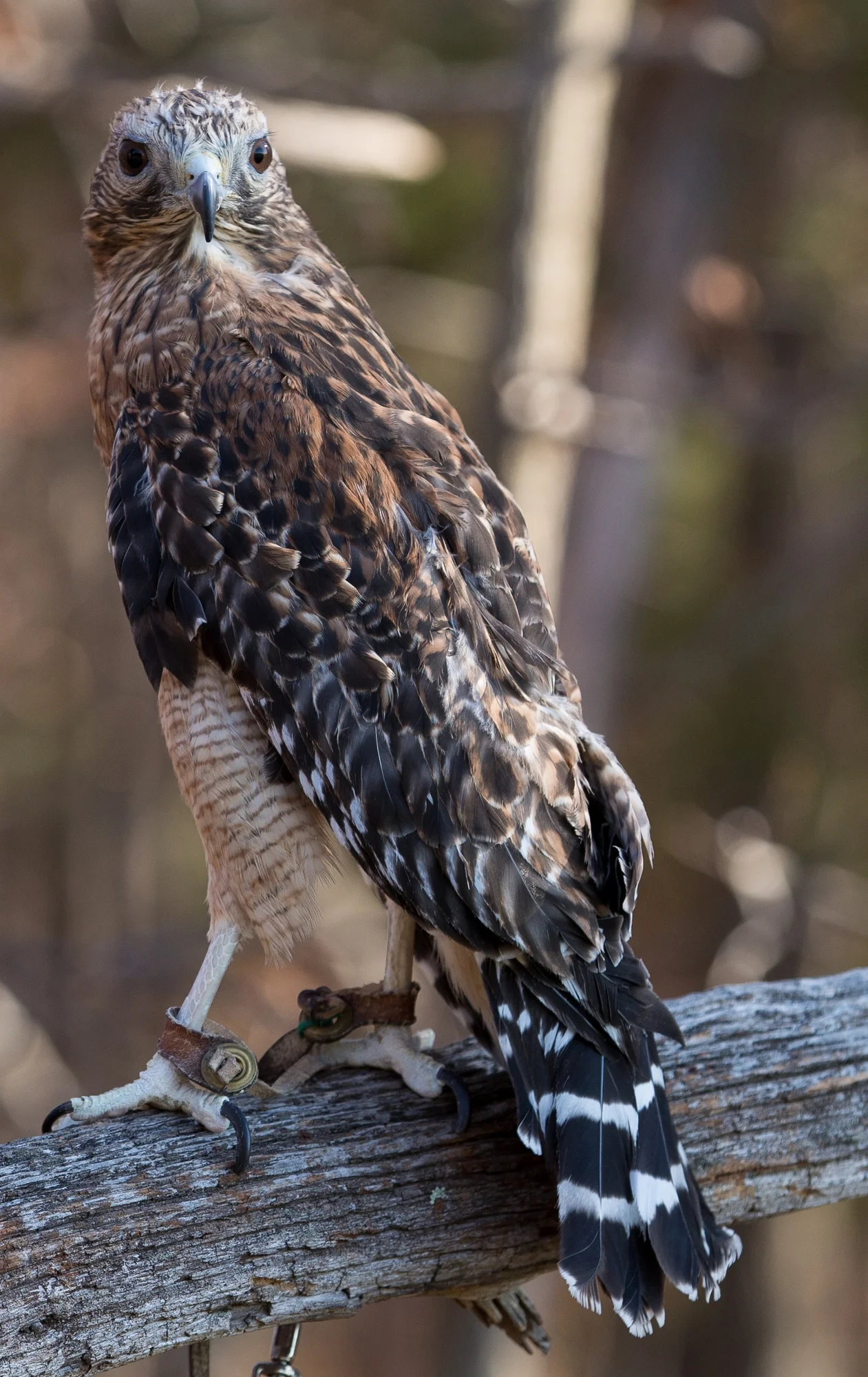 Photo by Gary Robinette