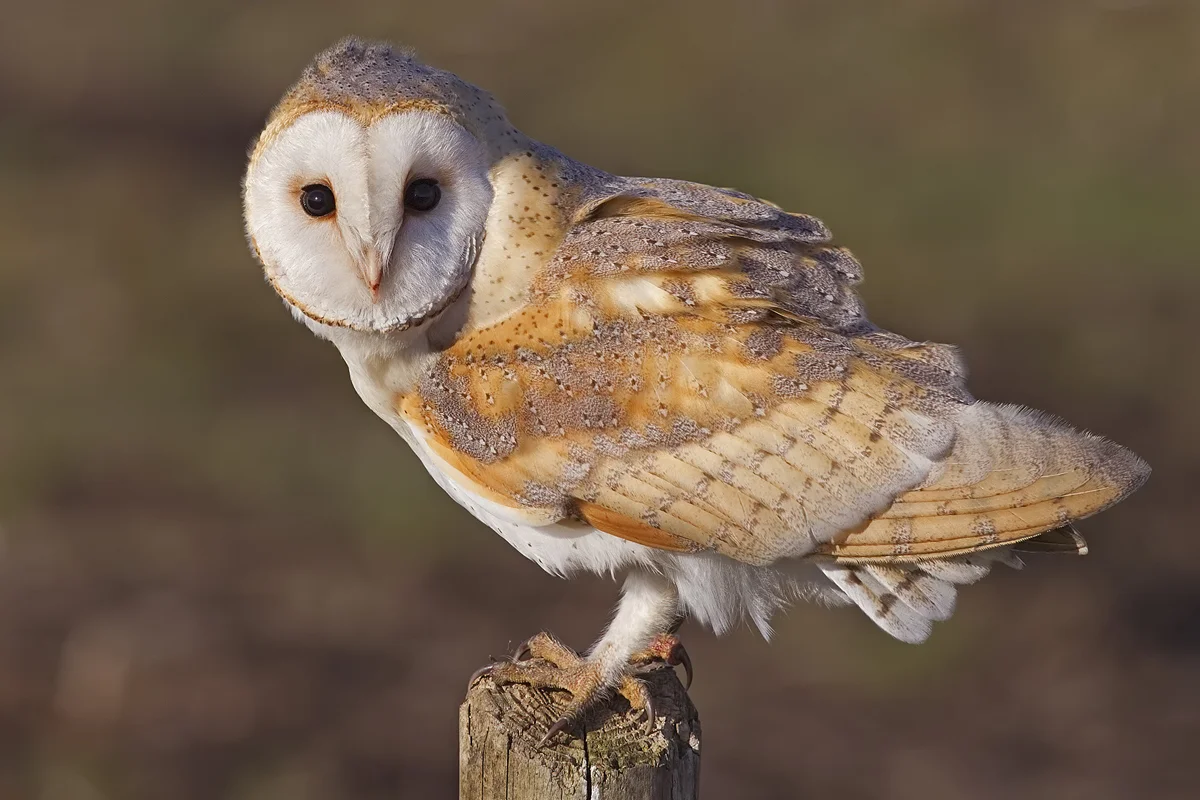Barn Owl (Tyto alba)