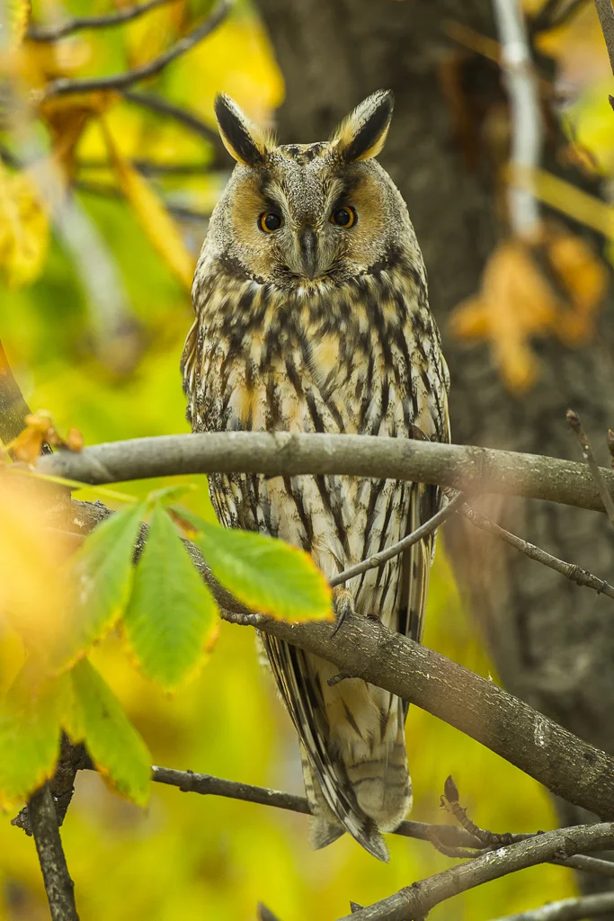 Long-eared Owl (Asio otus)