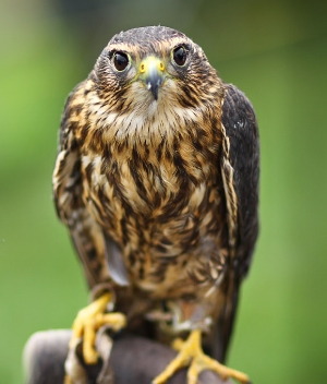 Aya , RCV's education Merlin - photo by Jonathan Taylor