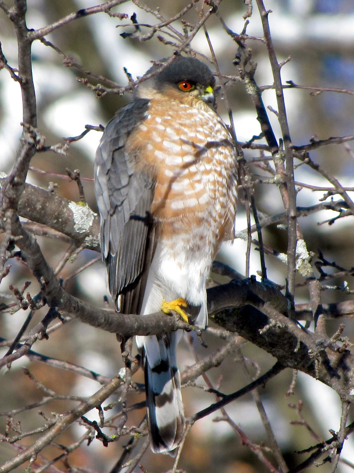 Sharp-shinned Hawk (Accipiter striatus)