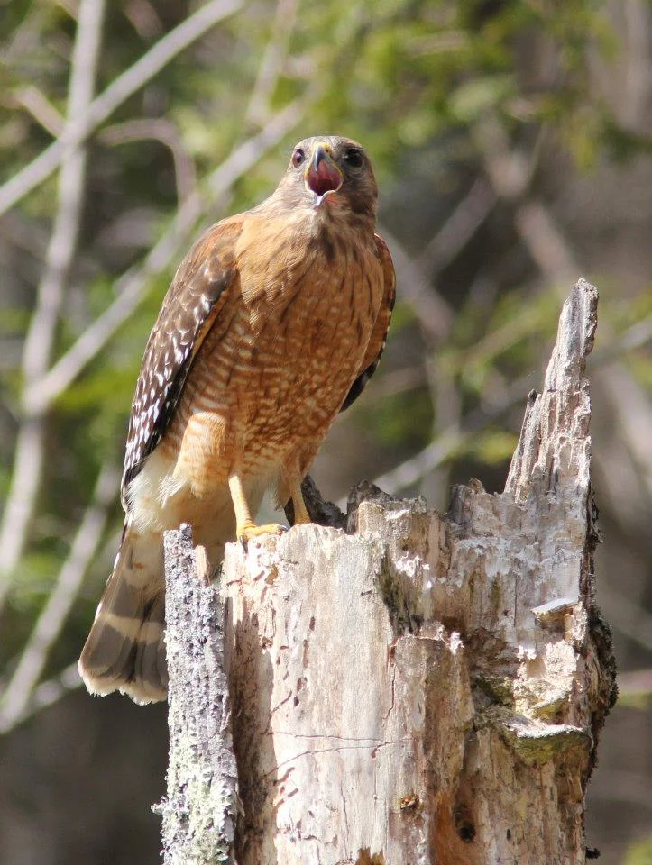 Red-shouldered Hawk (Buteo lineatus)
