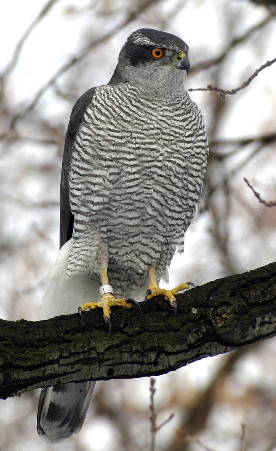 Northern Goshawk (Accipiter gentilis)