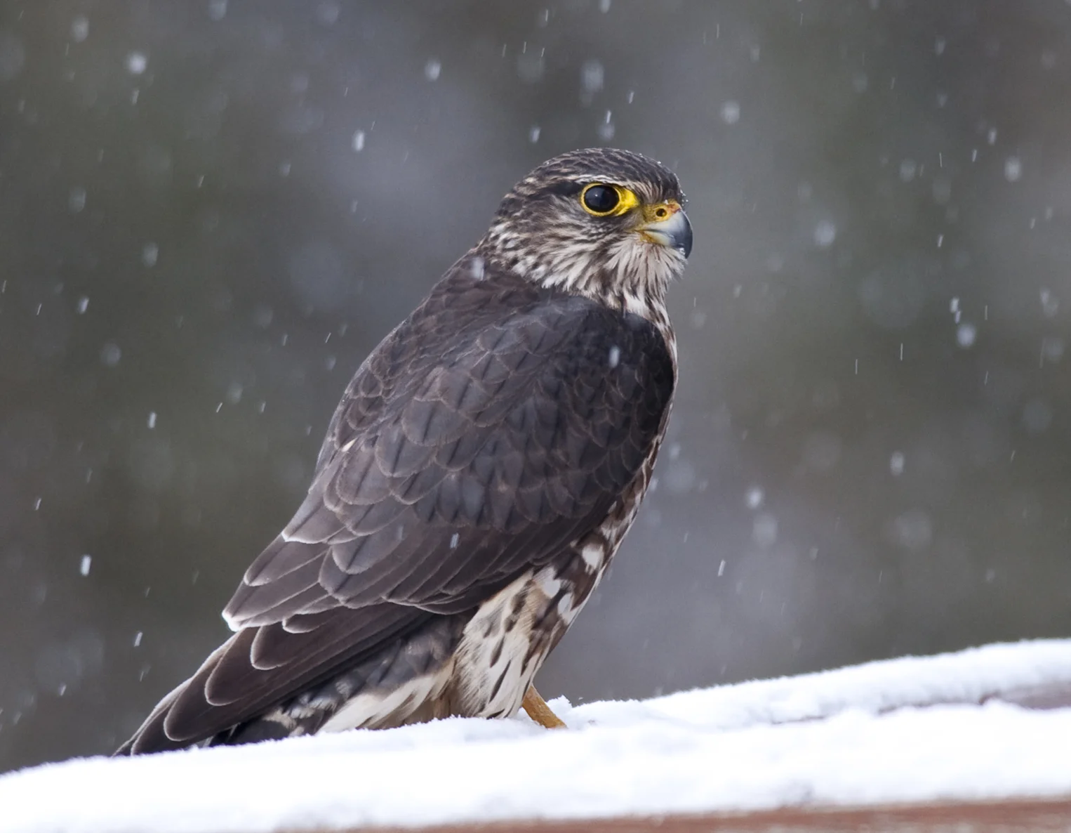 Merlin (Falco columbarius)