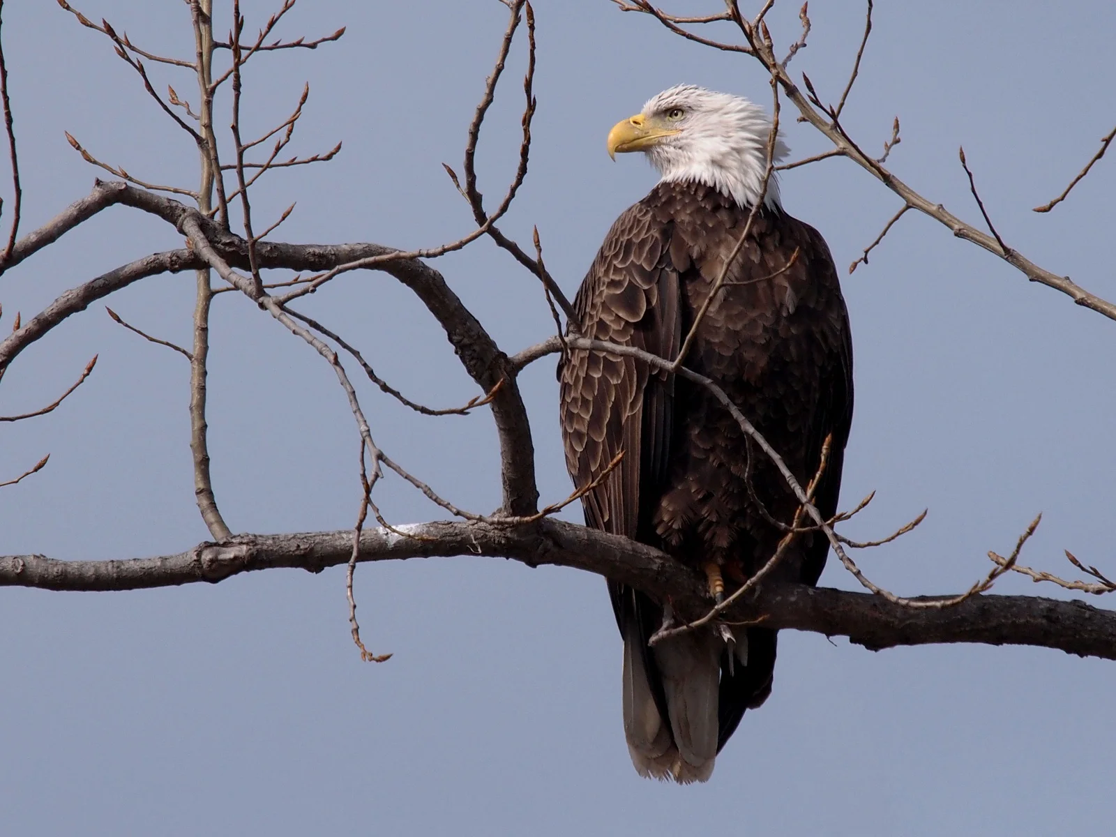 Bald Eagle (Haliaeetus leucocephalus)