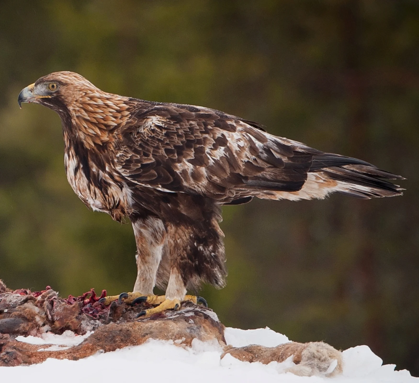 Golden Eagle (Aquila chrysaetos)