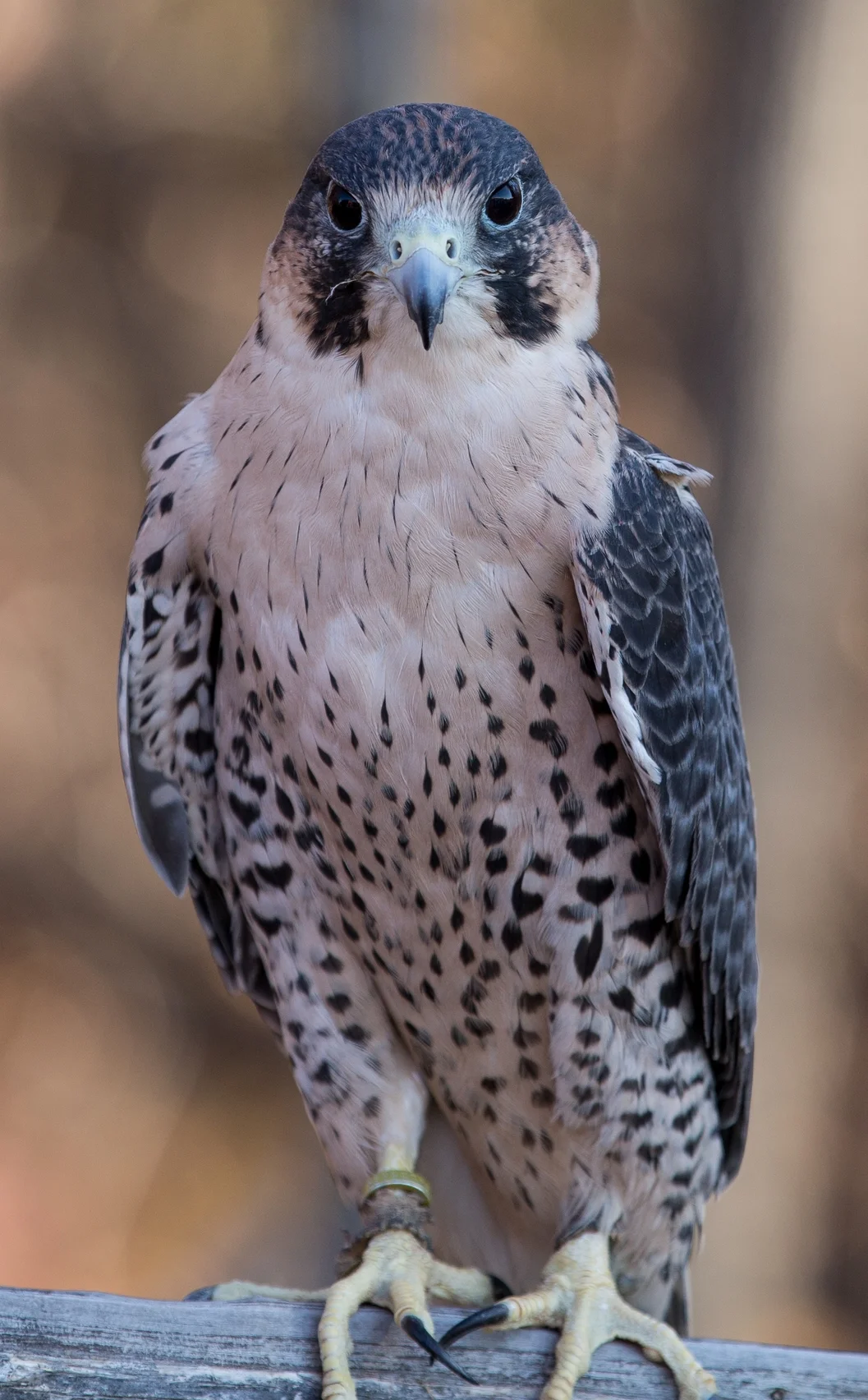 Photo by Gary Robinette