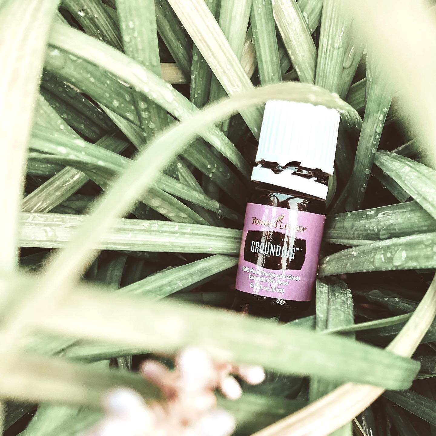 GROUNDING⁣
⁣
One of my favorite essential oils! Close your eyes and breathe in the forest + trees&hellip; This light + fresh blend can support us in dealing with reality in a logical + peaceful manner and its aroma can help to ground + balance our em