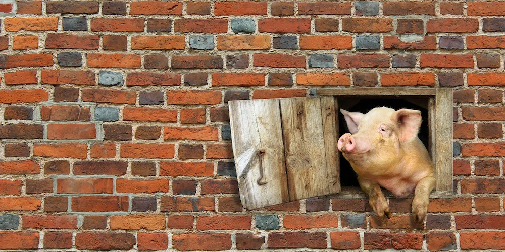 Pig_1000.jpeg