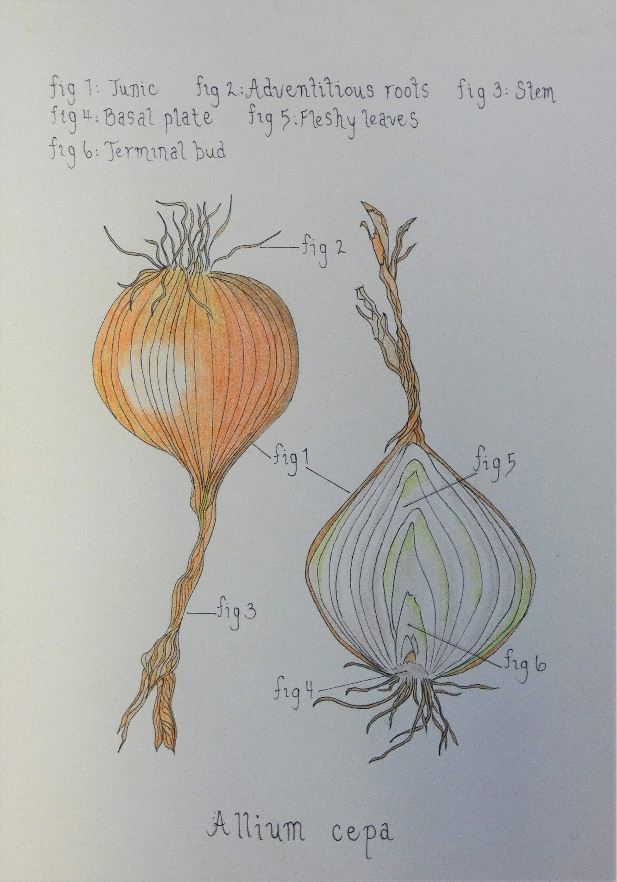 Briar Cook, Allium Cepa.JPG