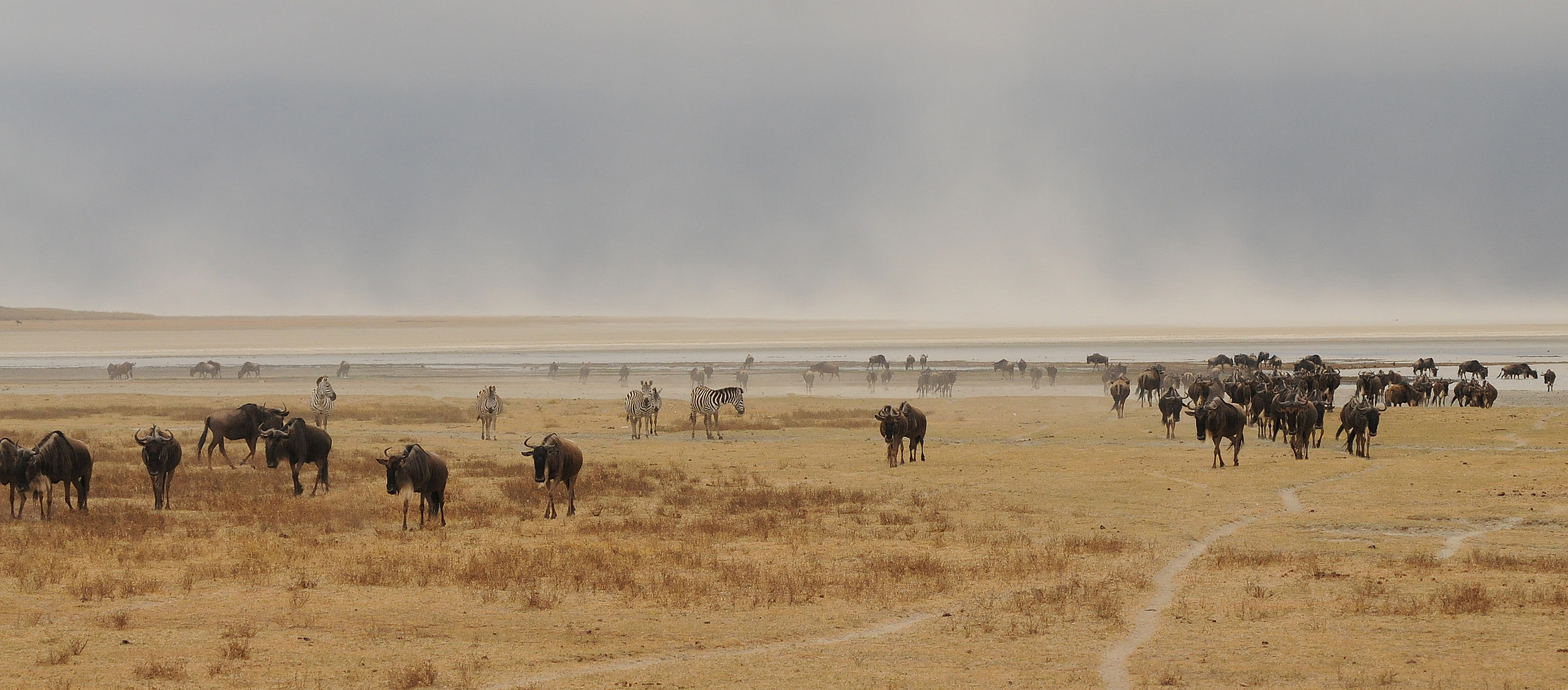 Serengheti in Dry Season