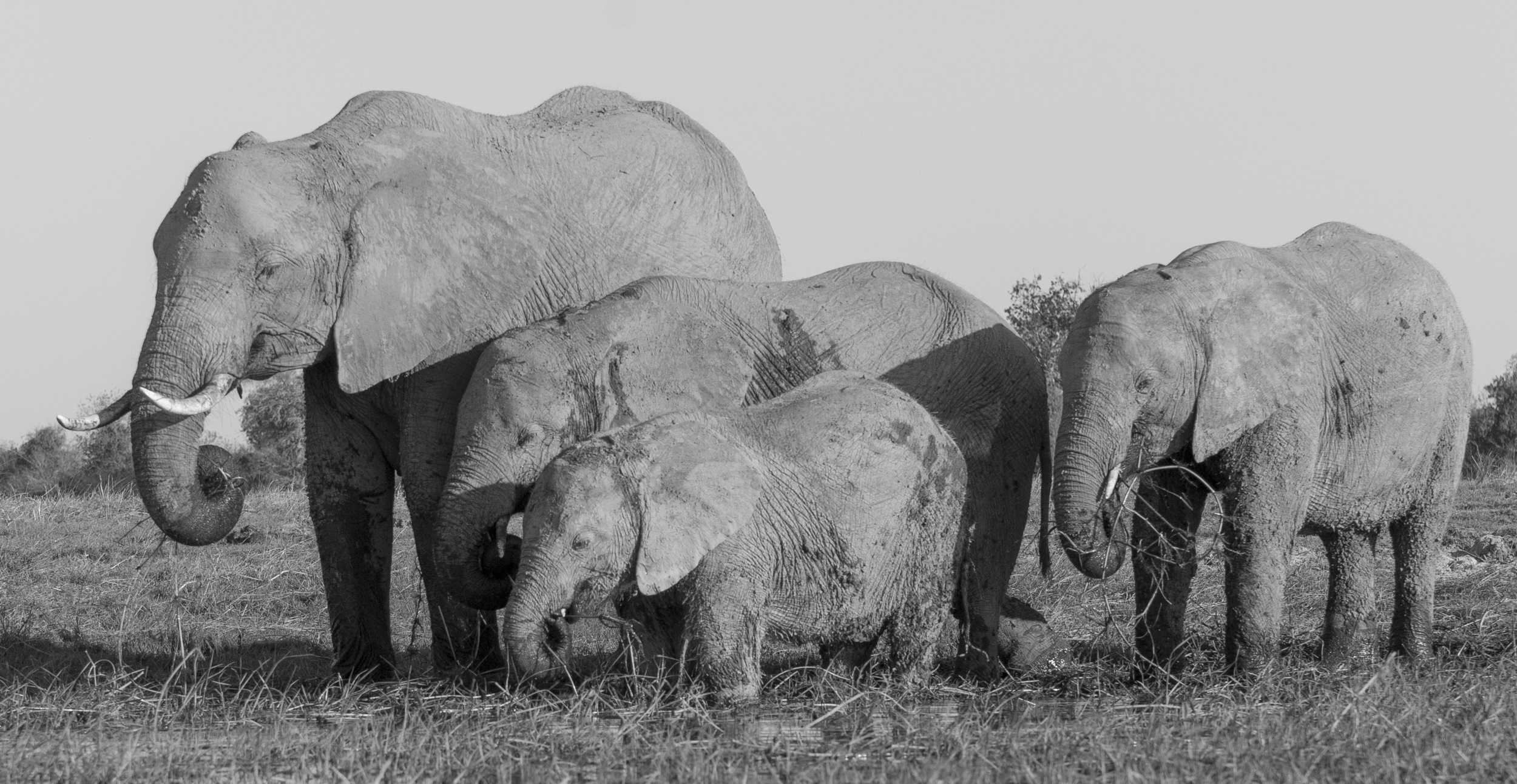 Group of Elephants