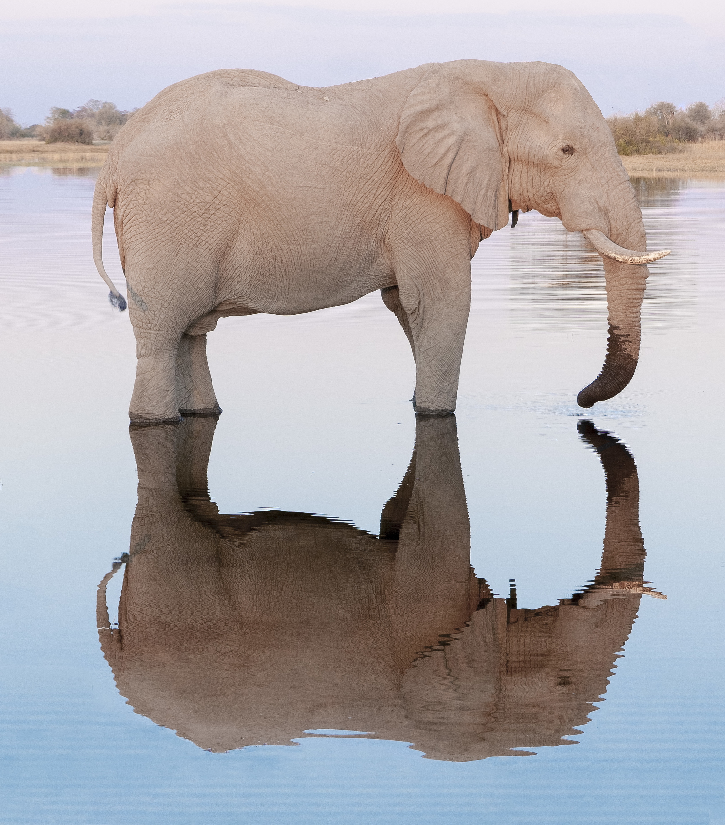 Bull Elephant at Sunset