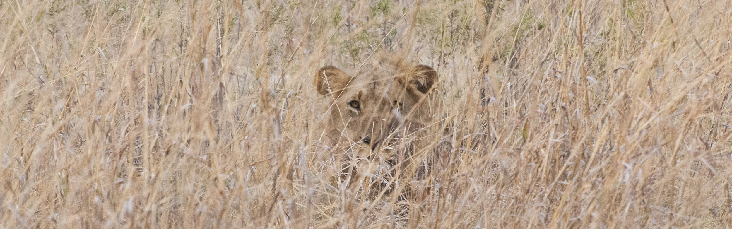Male Lion in the Grass