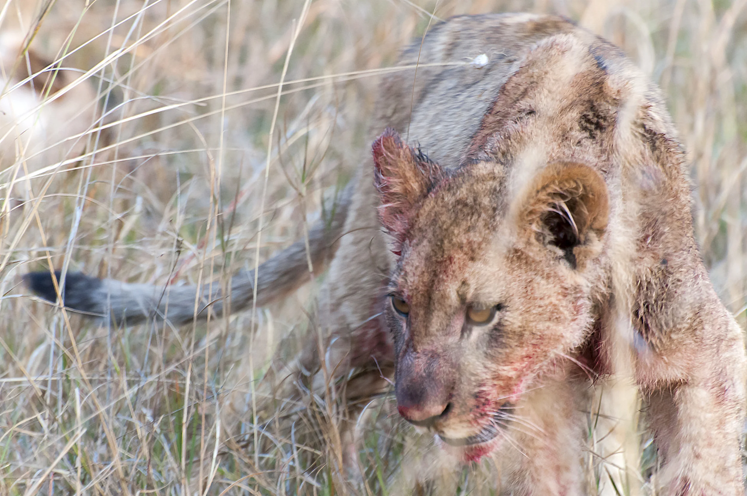 Lioness after Kill