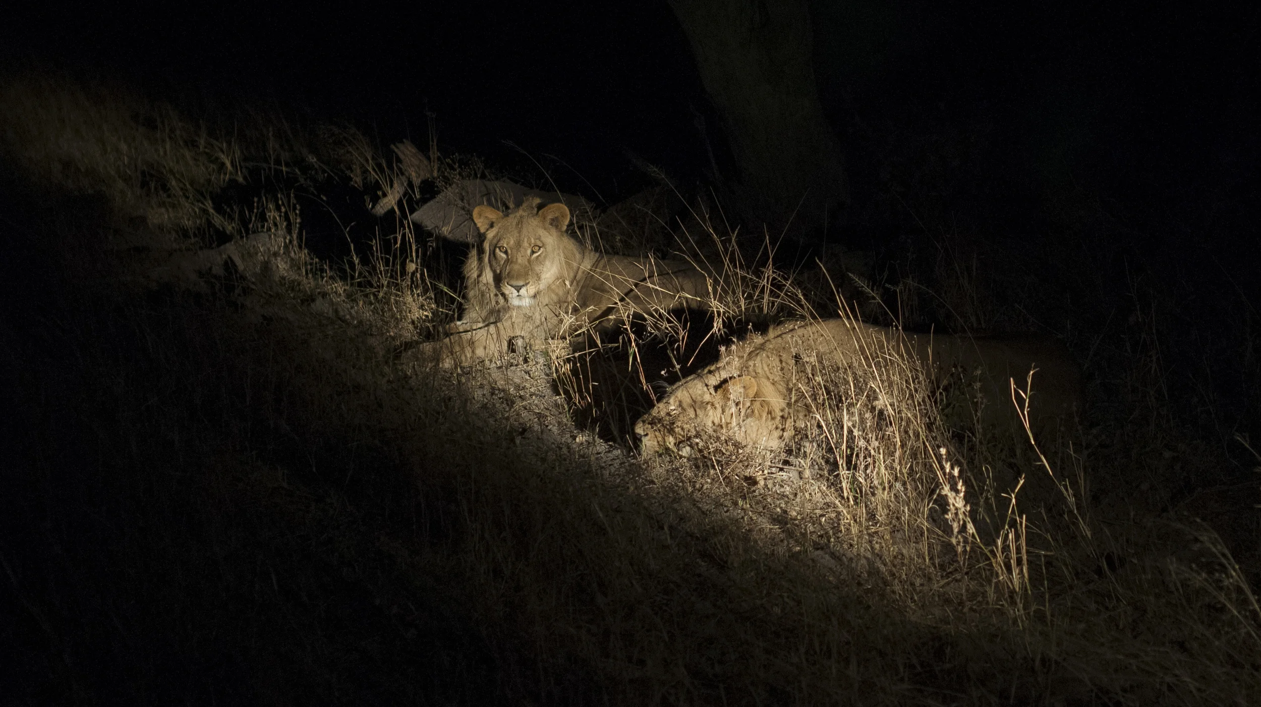 Lions at Night