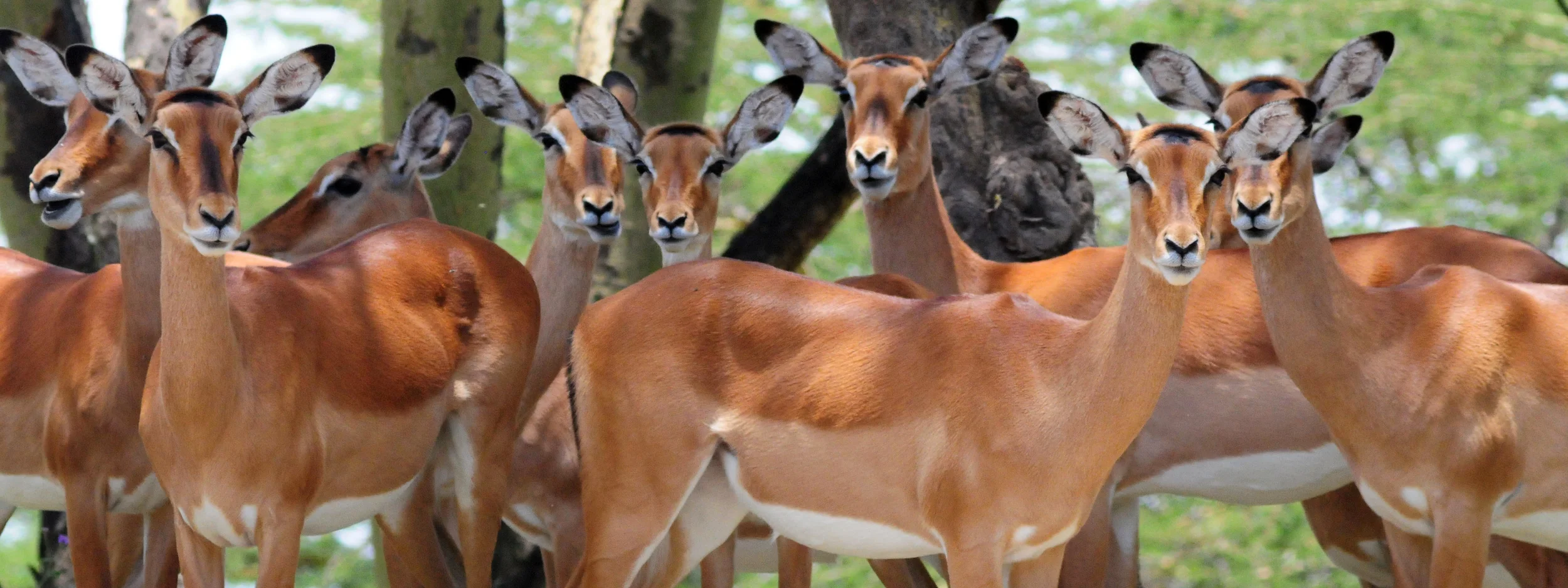 Female Impala