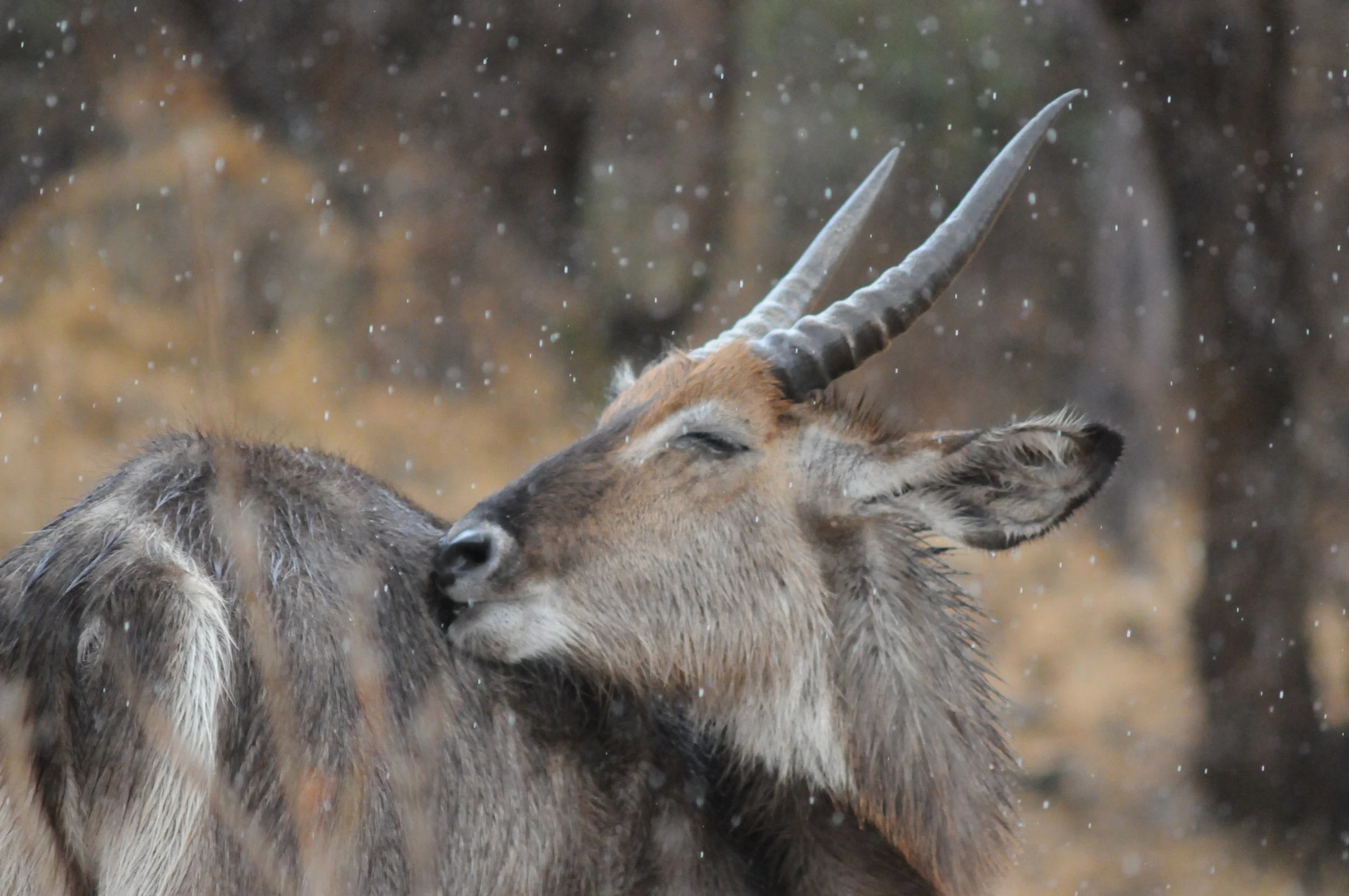 Waterbuck in the Rain