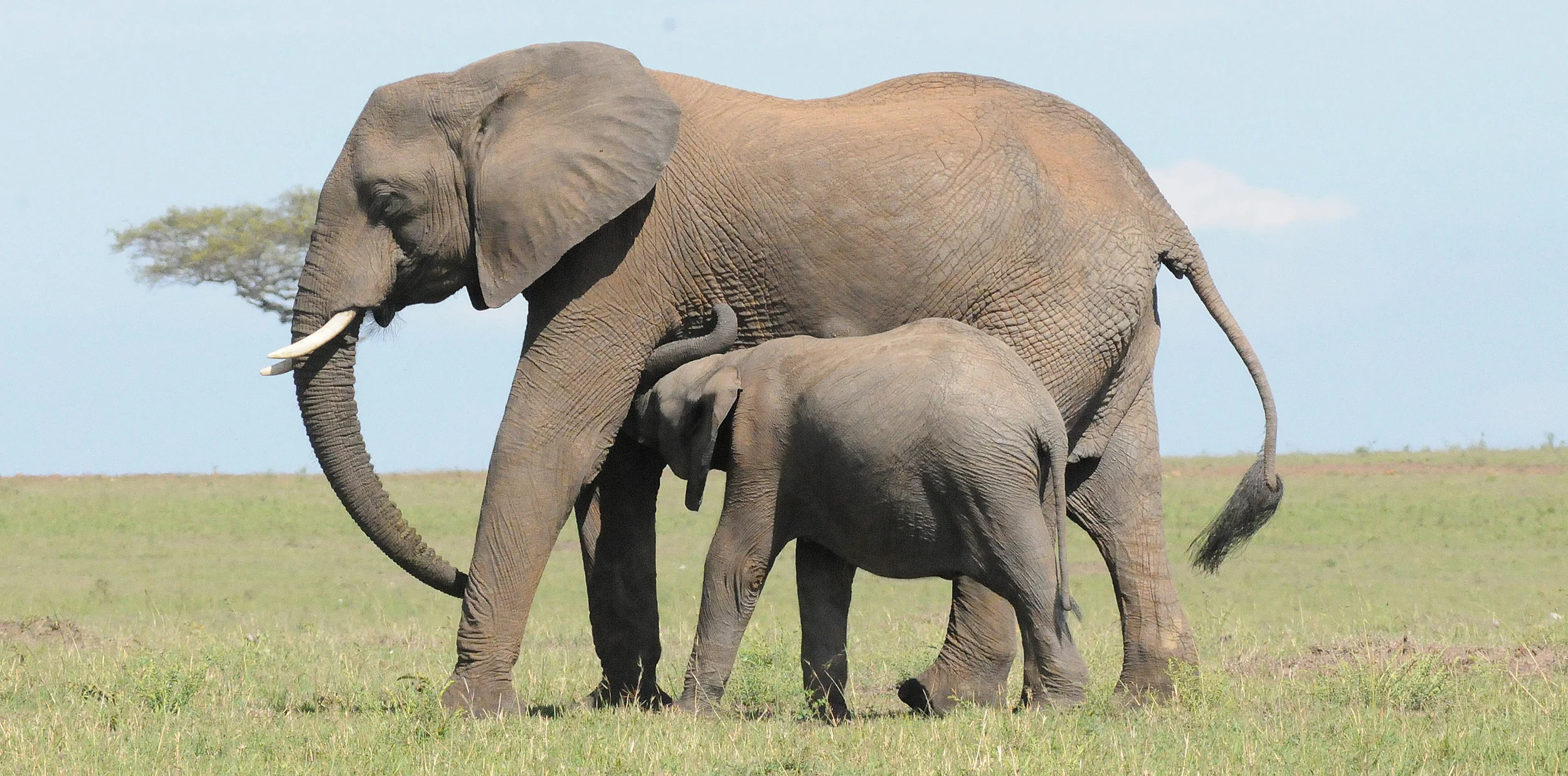 Mother and Daughter Elephant