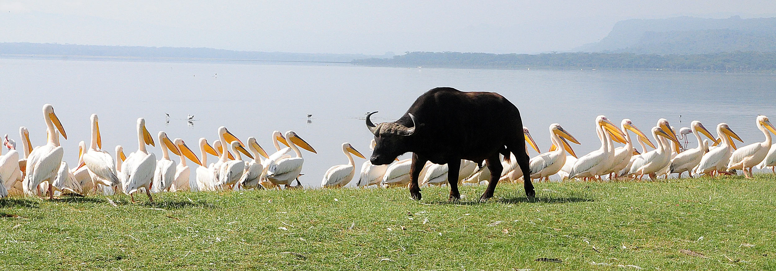 Buffalo and Pelicans