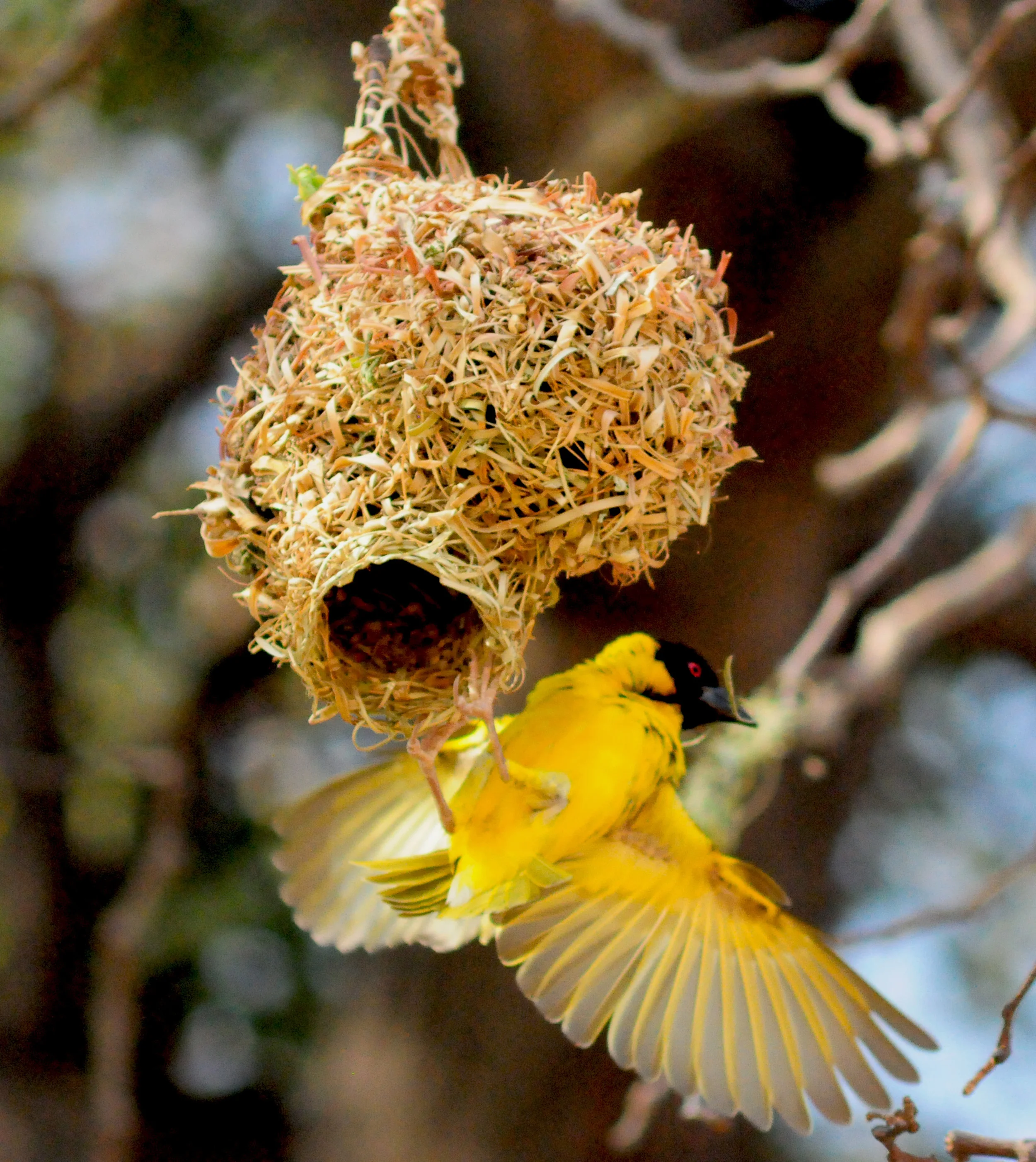 Weaver