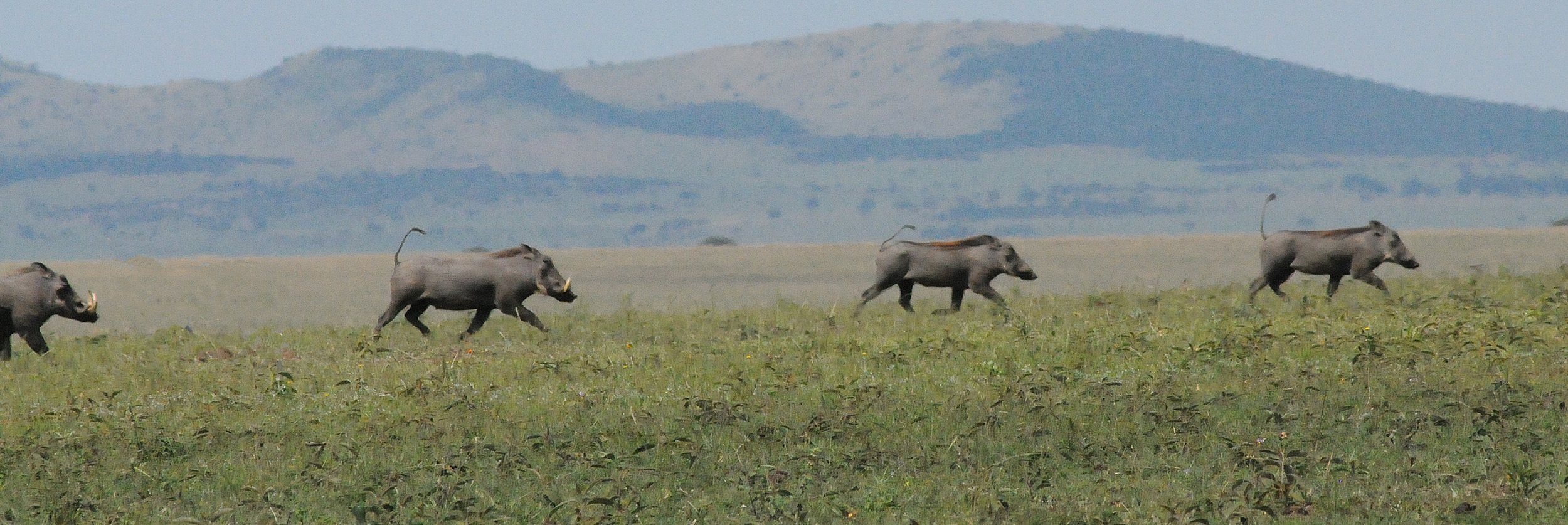 Warthogs on Plain