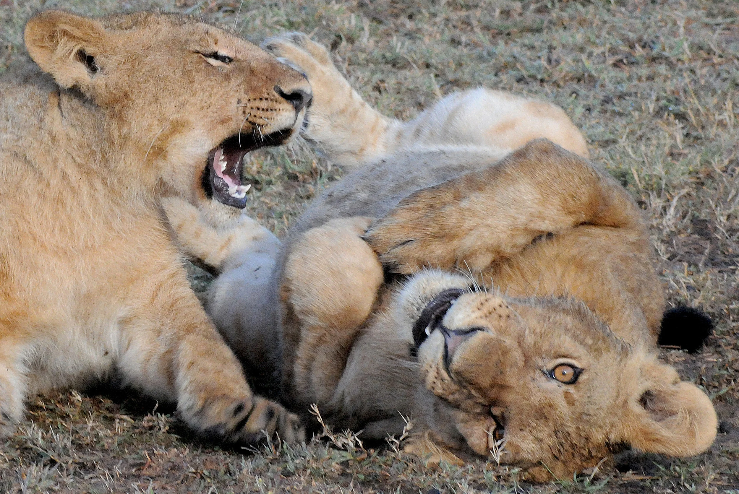 Juvenile Lions