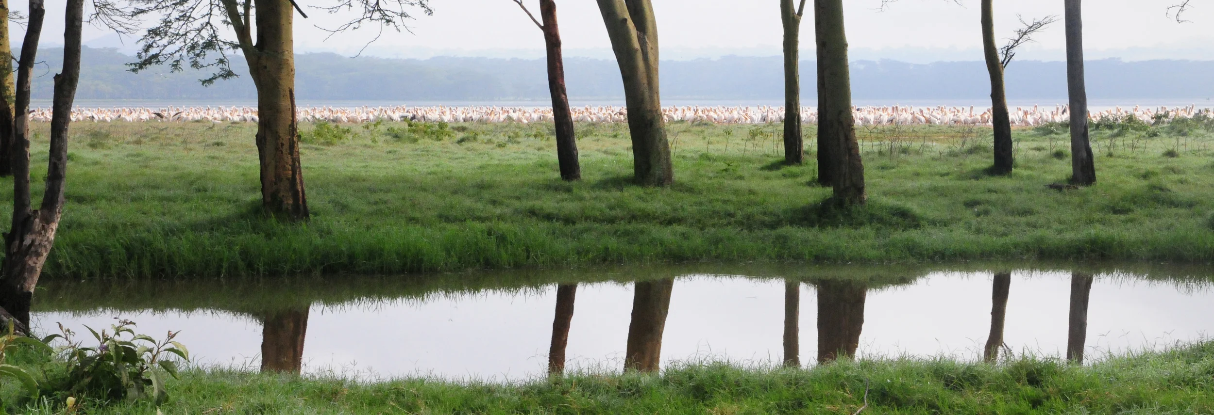 Landscape with Pelicans