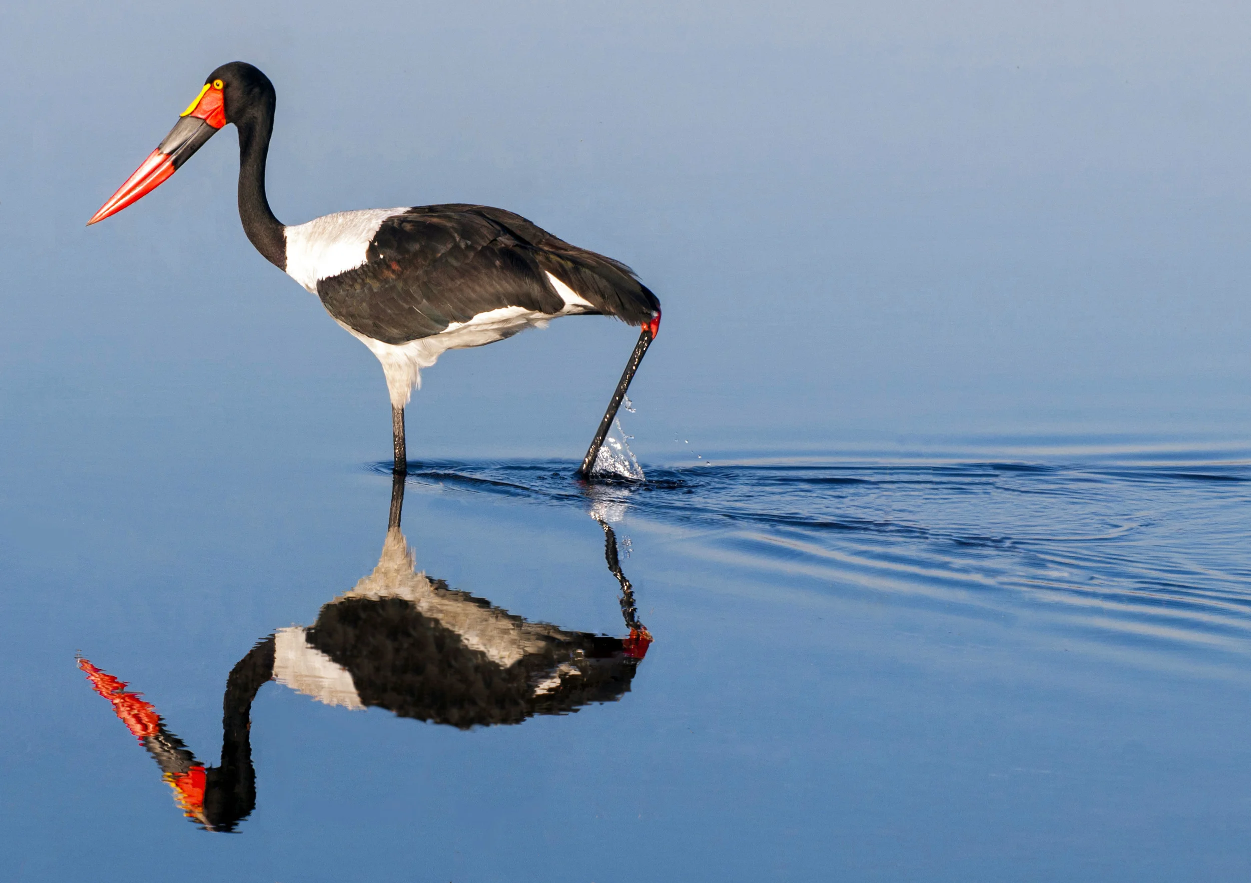 Saddle Billed Stork in Water