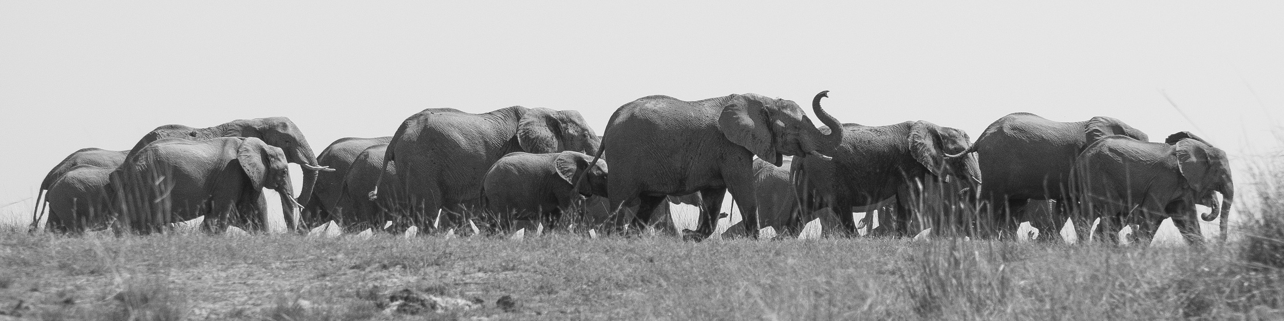 Herd of Elephants
