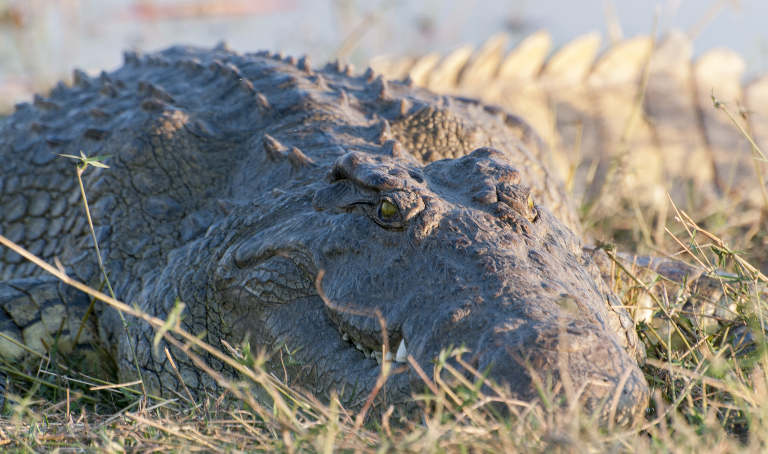 Nile Crocodile