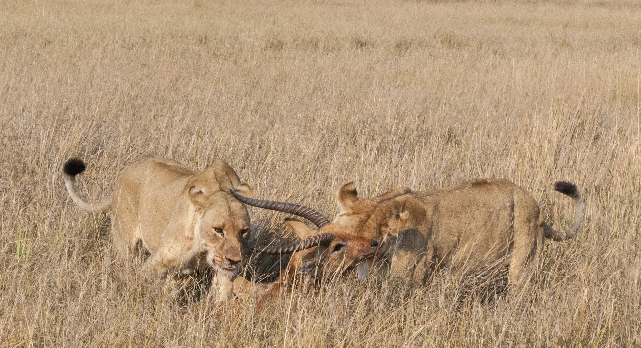 Lionesses Ending Hunt