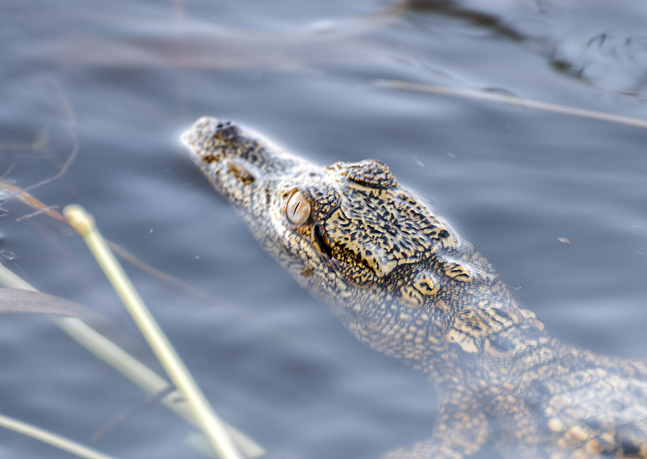 Juvenile Nile Crocodile