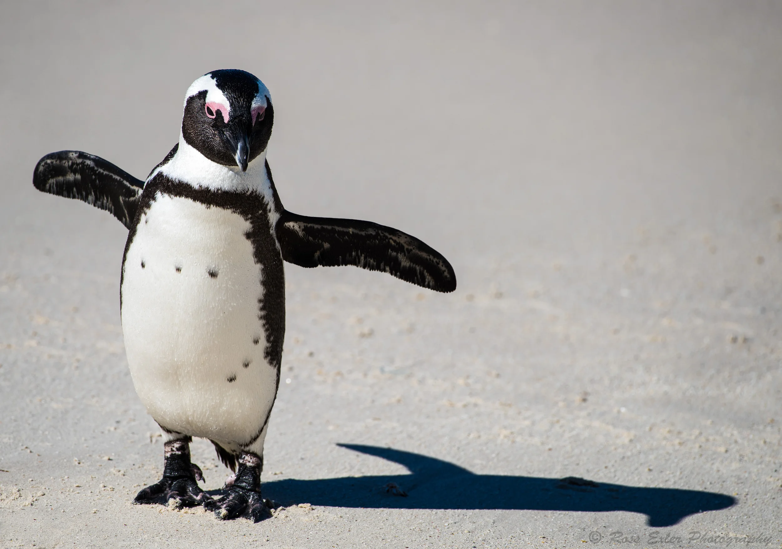 African Penguin