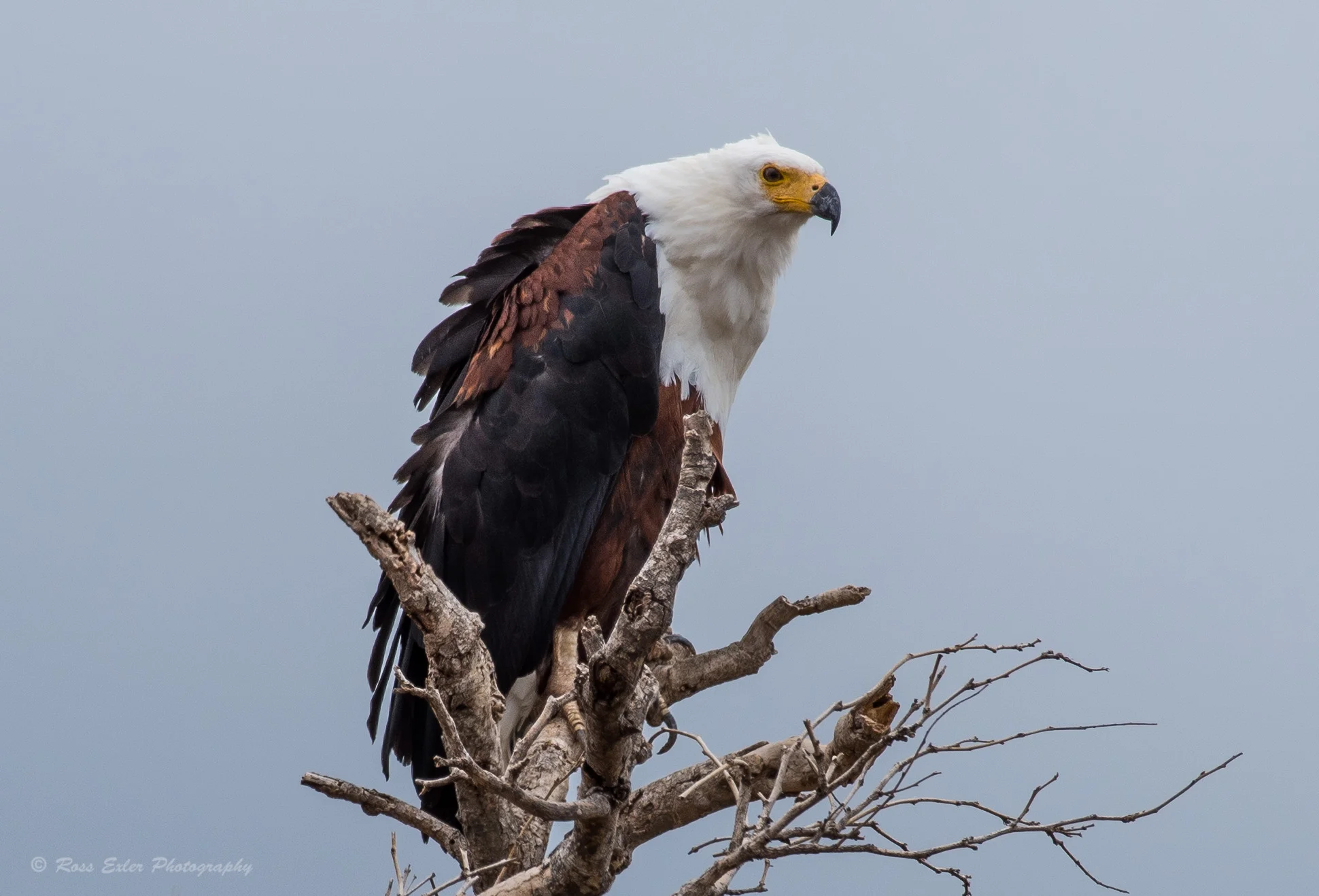 DSC_1602-1.jpg