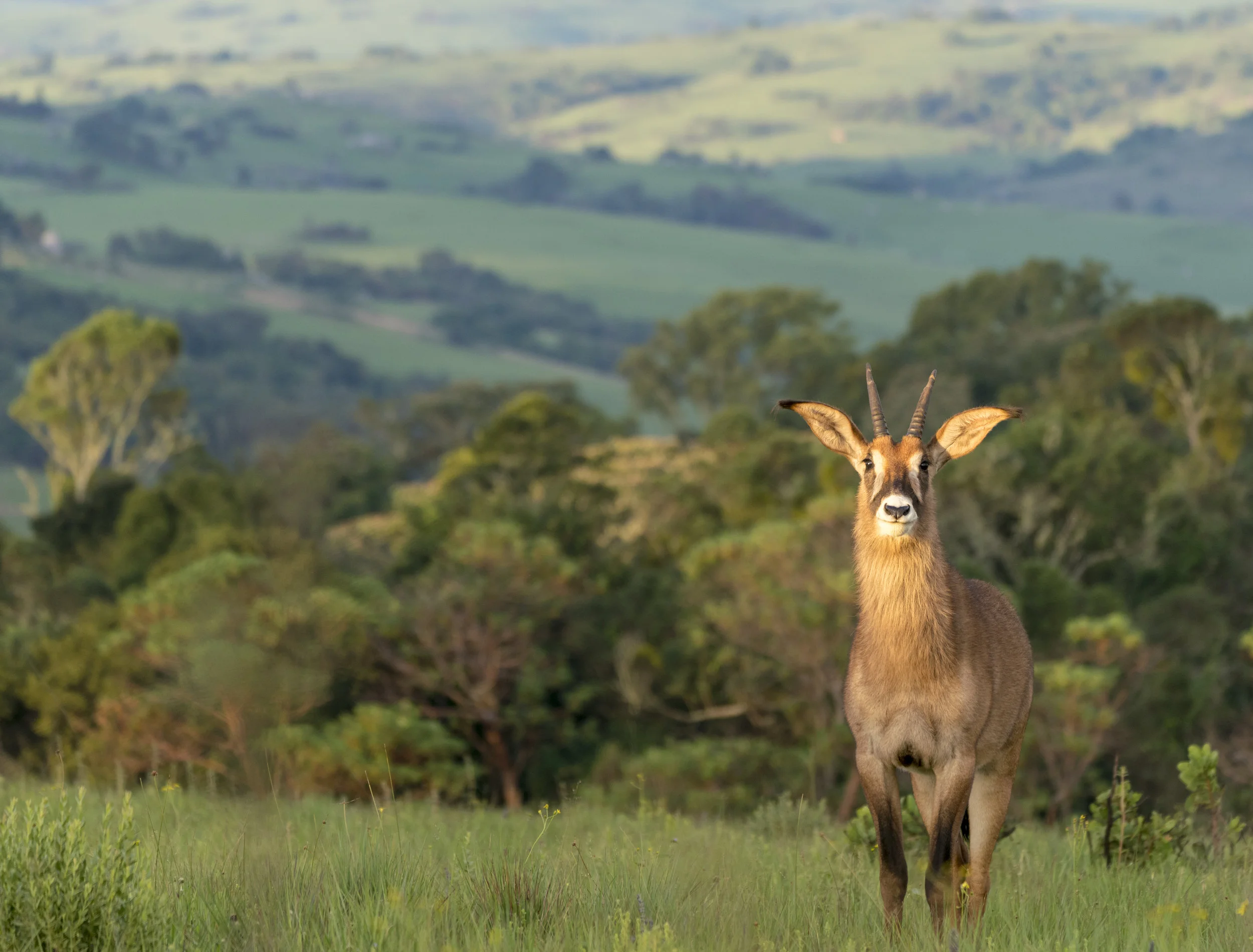 Roan in Nyika