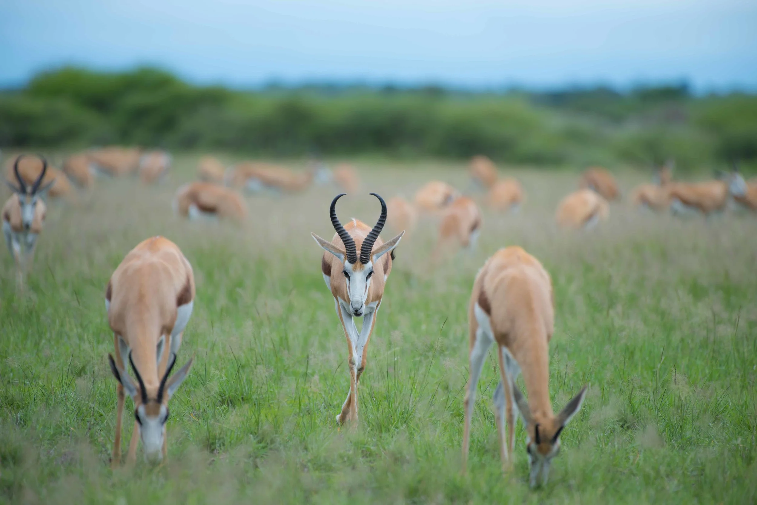 Kalahari Springbok