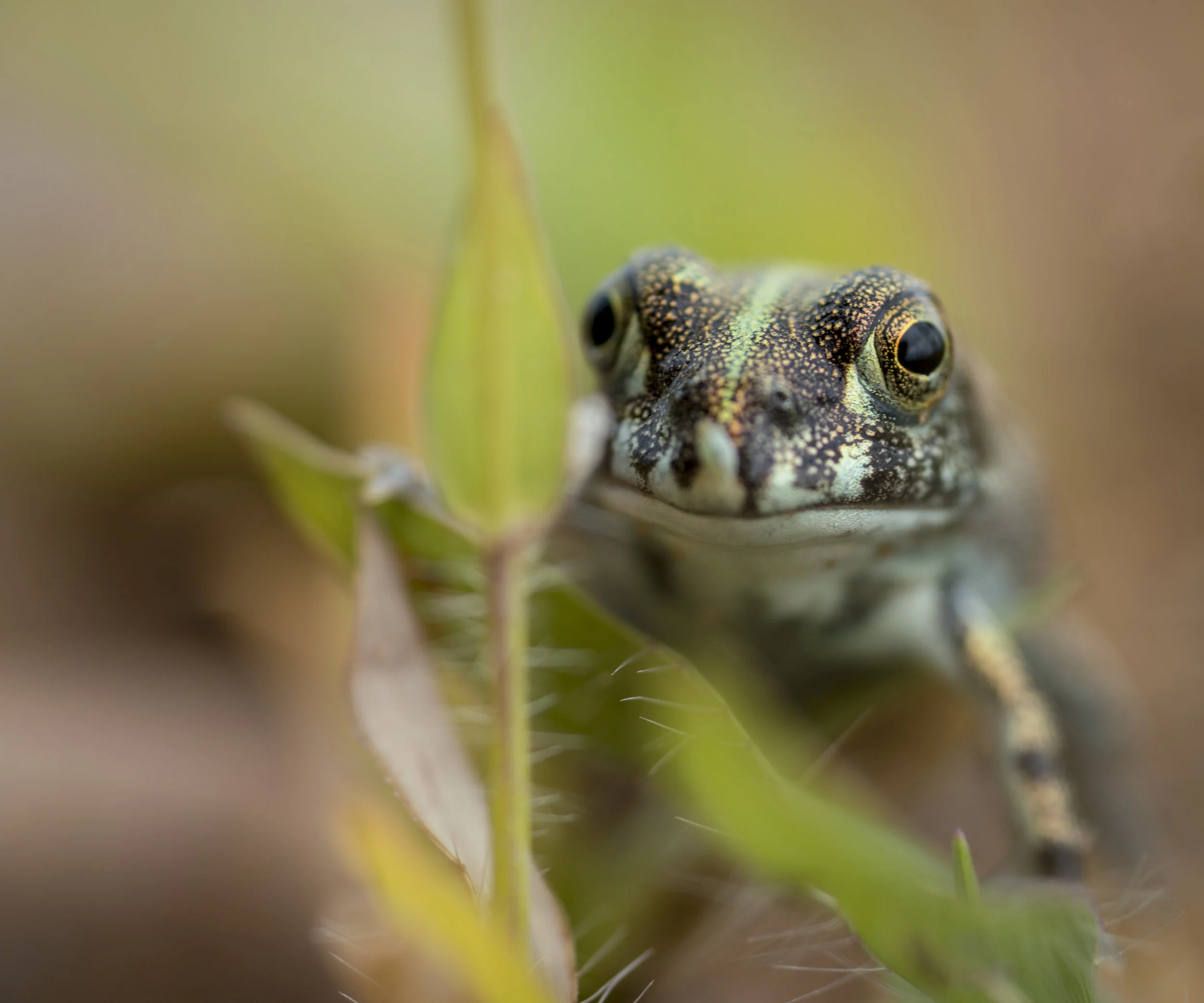 Macro Frog