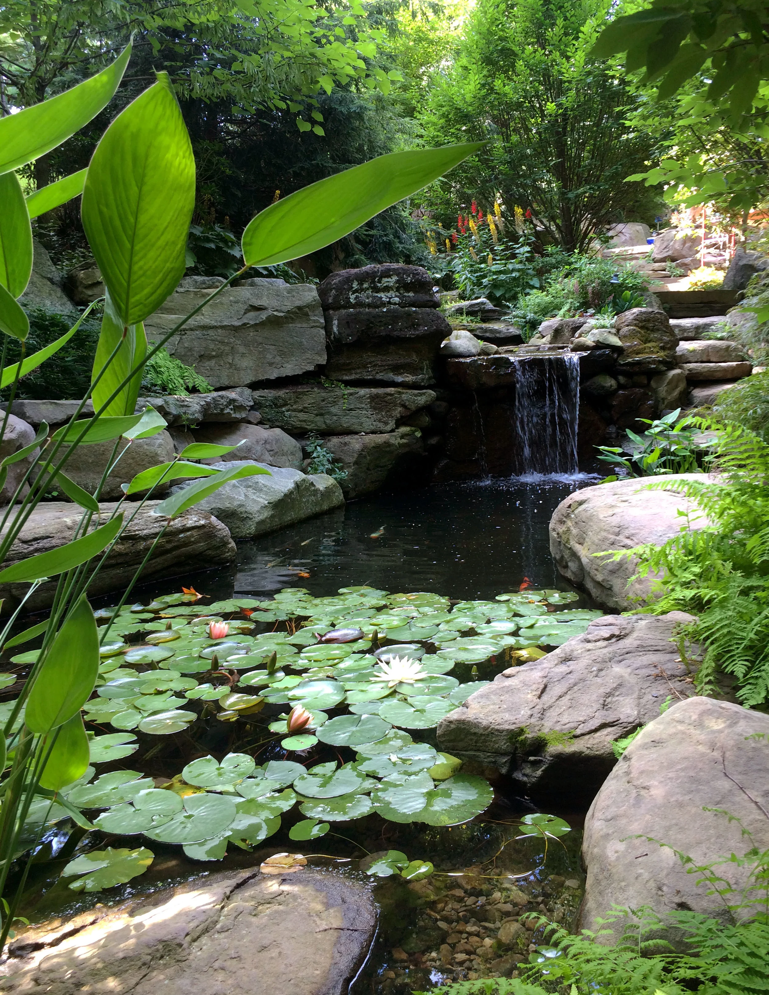 Pondworks_A_pond_boulders_water lily_02_a.jpg