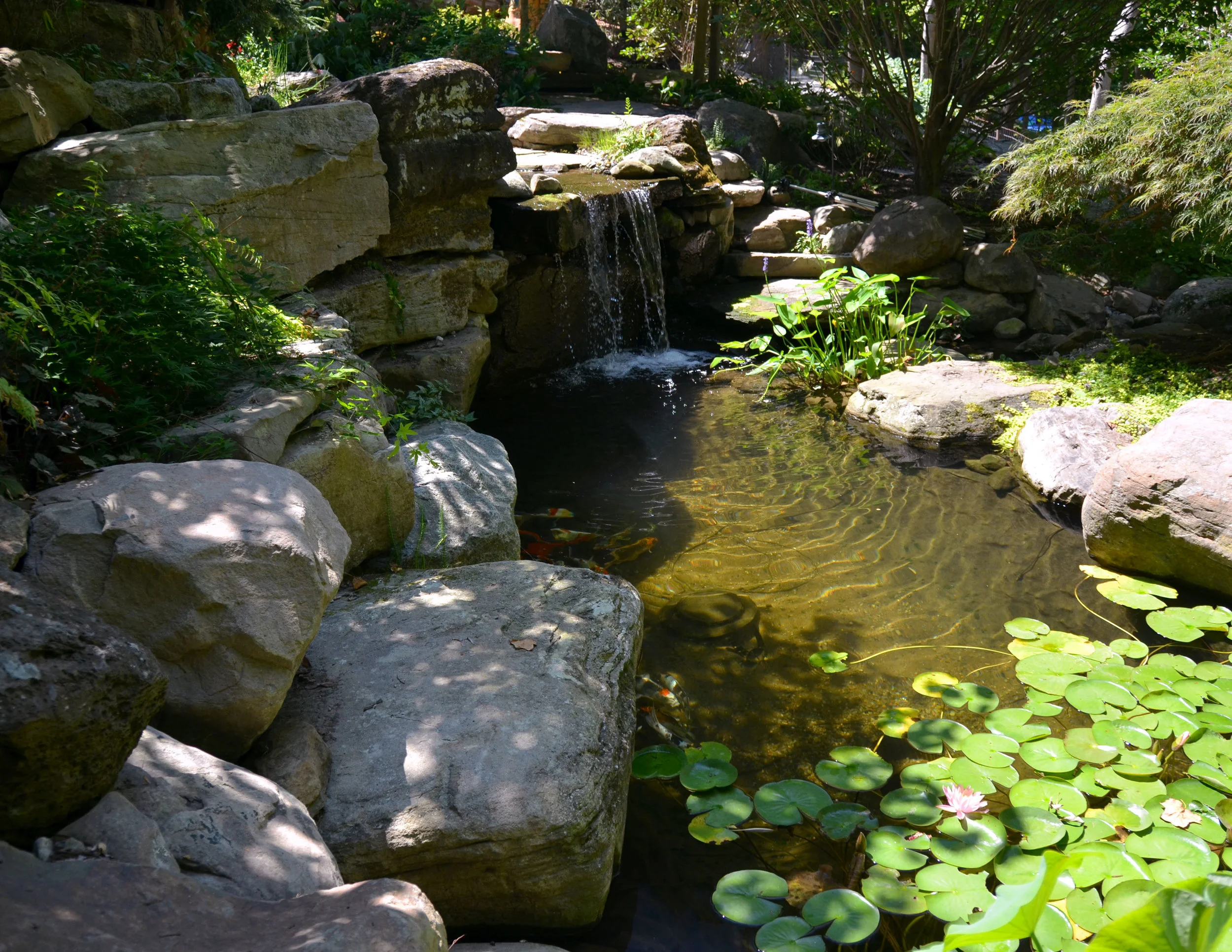 Pondworks_A_waterfall_boulders_water lily_01_a.jpg