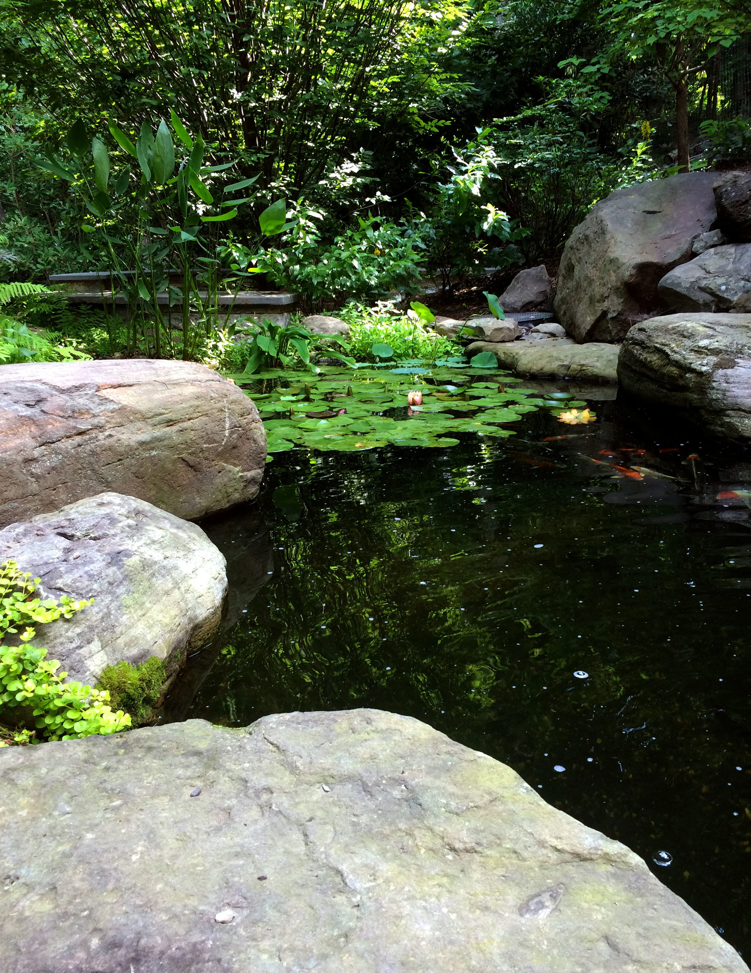 Pondworks_A_boulders_waterlily_pond_a.jpg