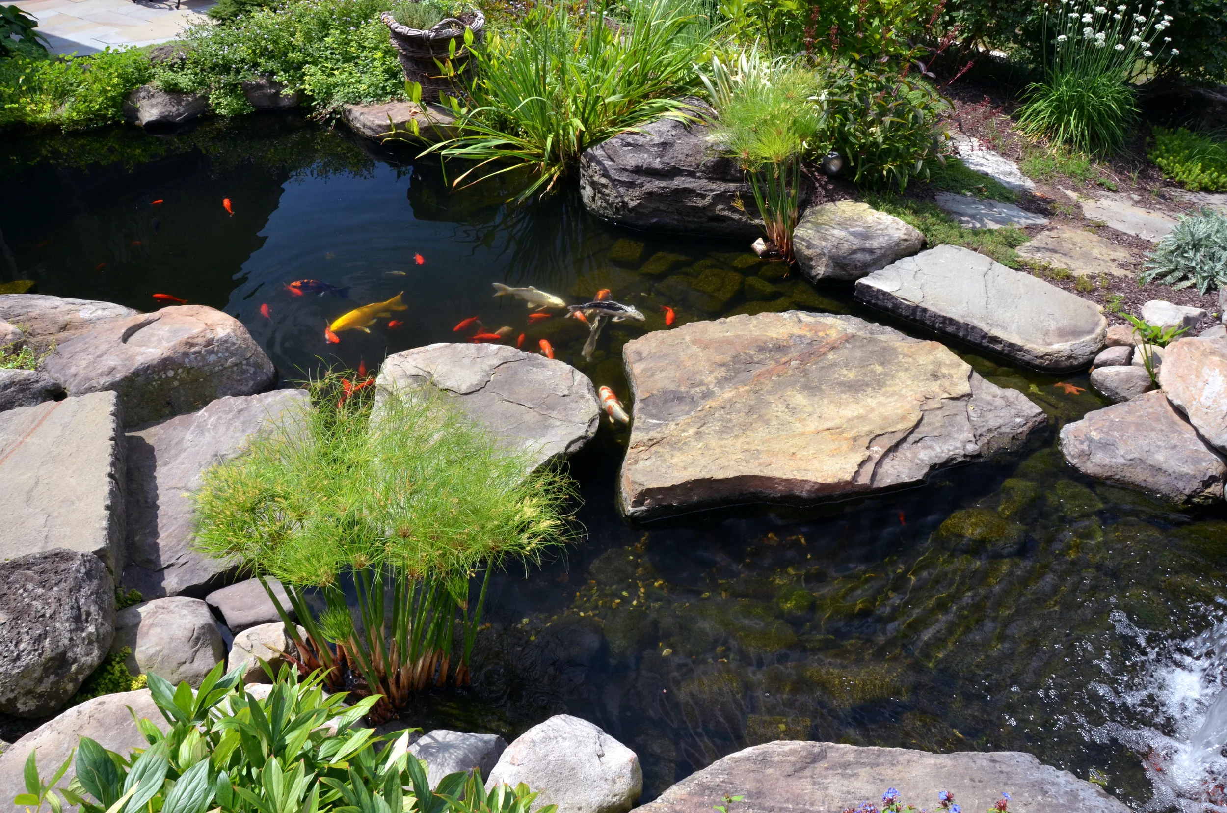 Pondworks_pond_stepping stones_koi_garden pond_a.jpg