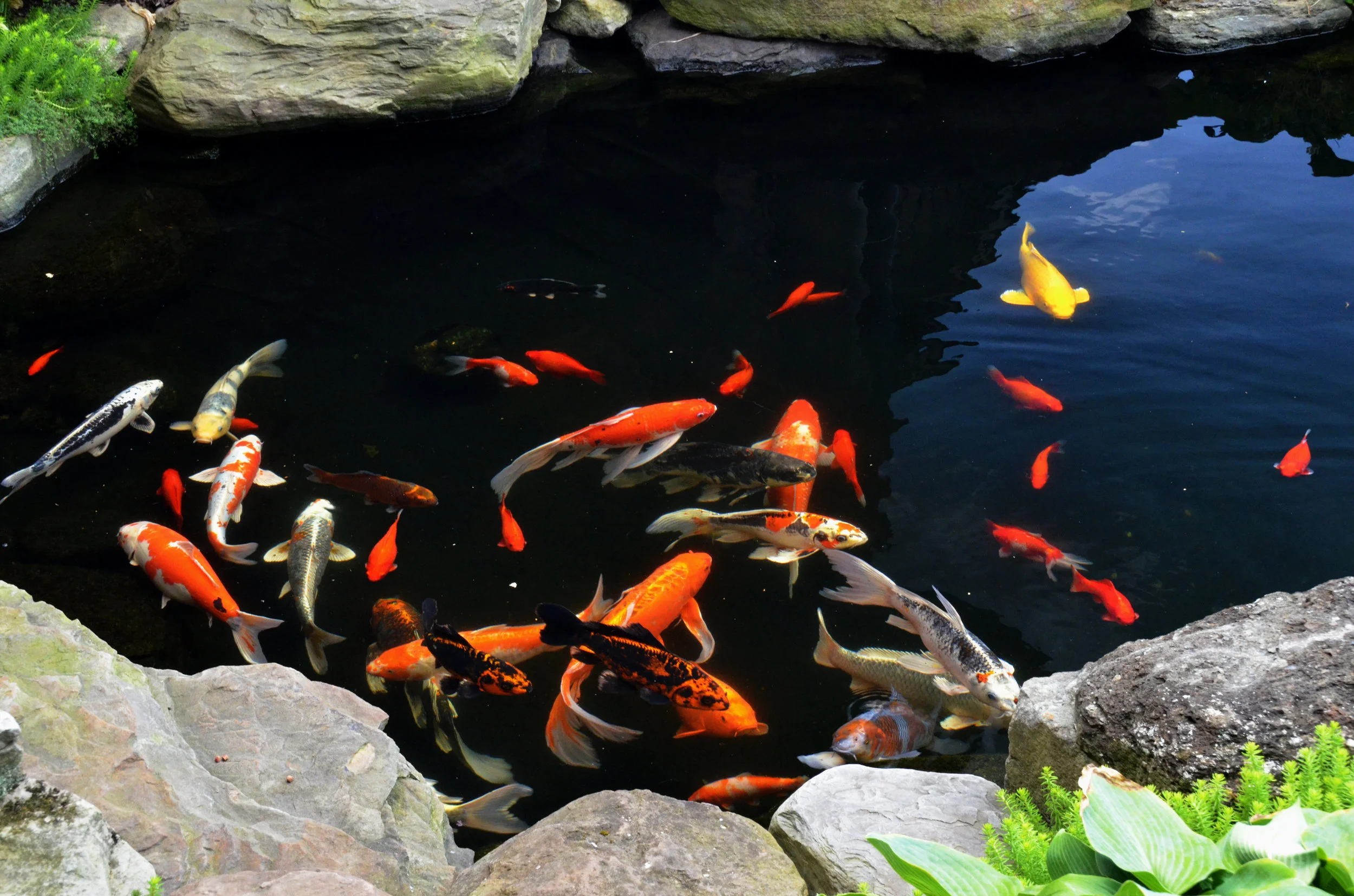 Pondworks_koi_fish_pond_a.jpg