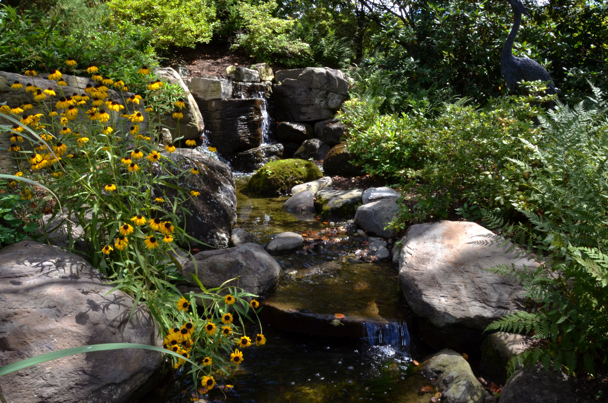 Pondworks_custom_stream_pond_waterfall_blackeyed susan_design build.jpg