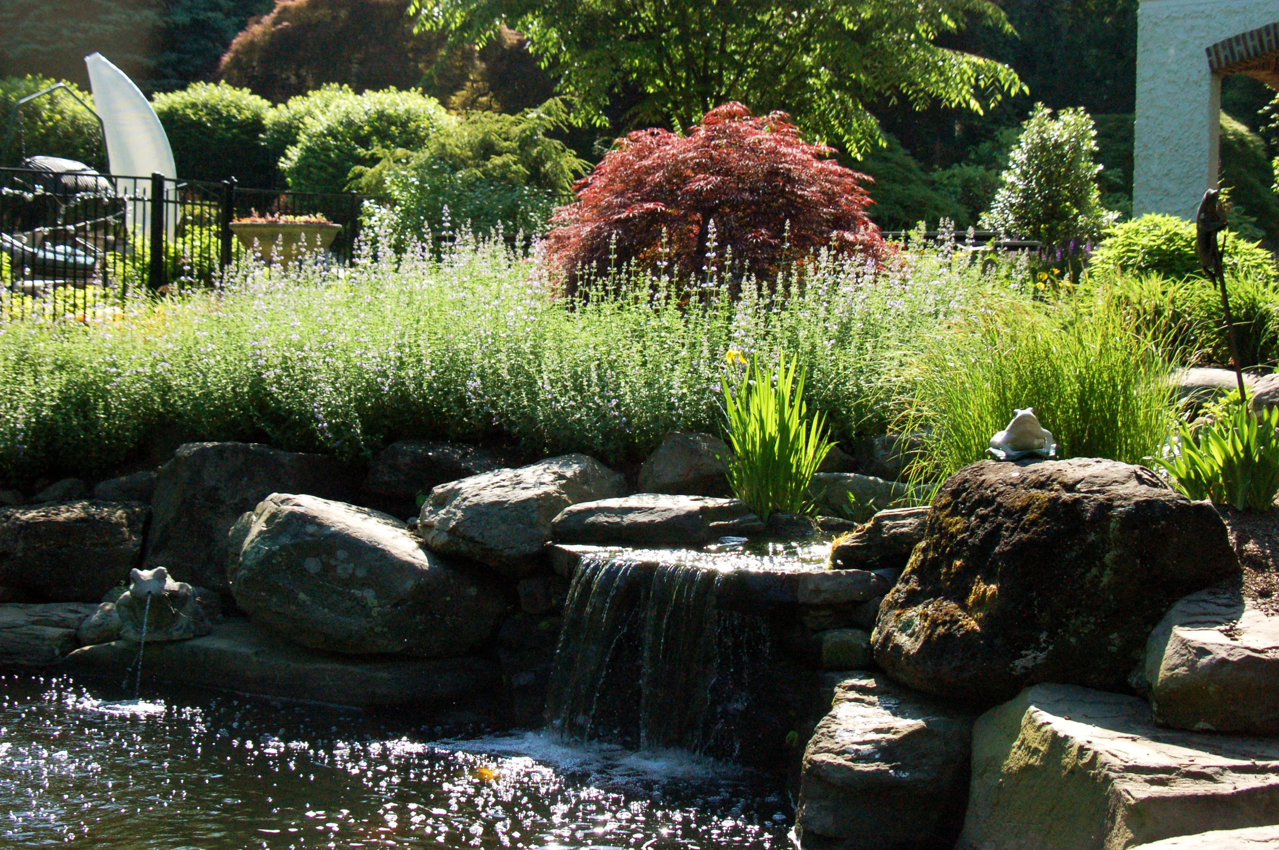 Pondworks_custom_pond_waterfall_design build_japanese maple.jpg