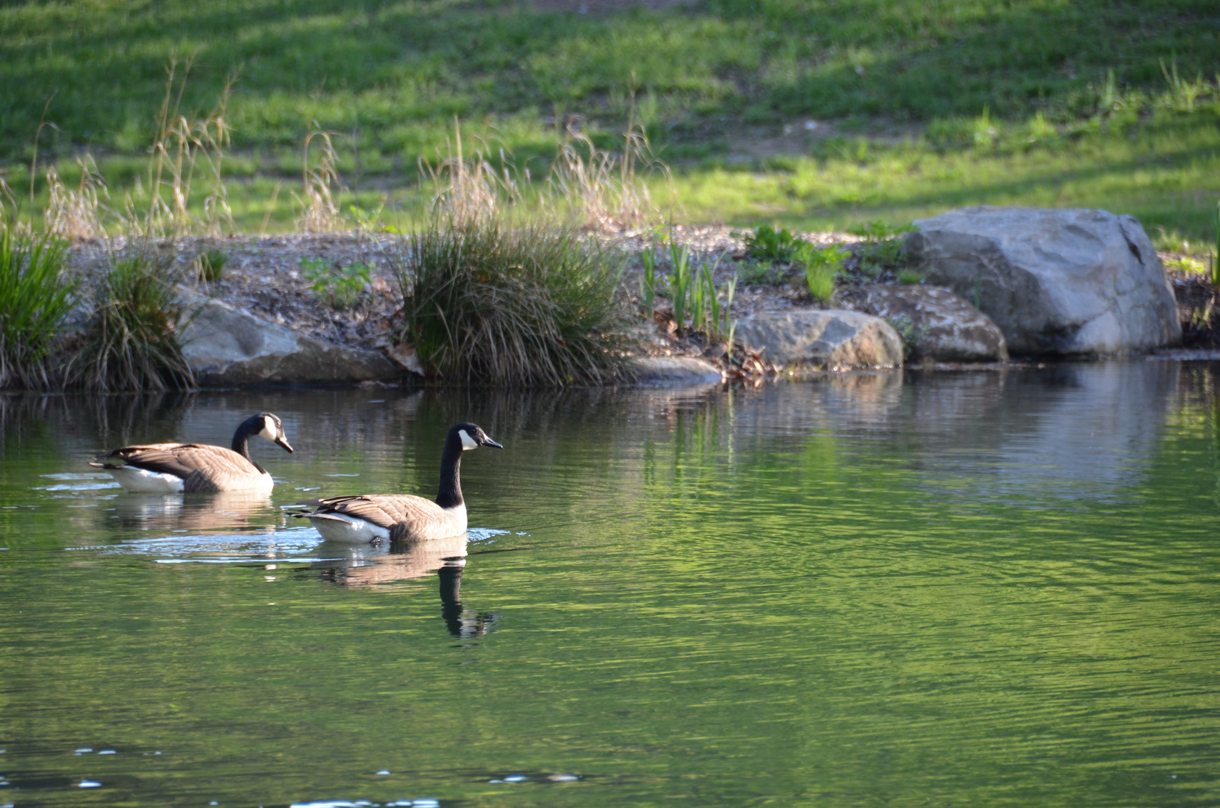 Pondworks_geese_pond.JPG