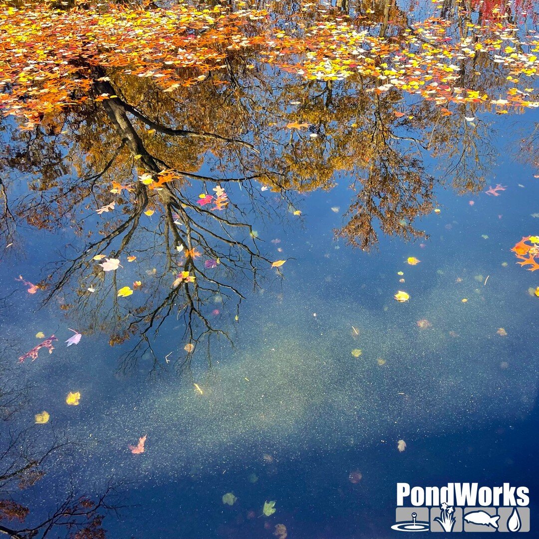 Happy Thanksgiving from PondWorks!
We hope you have a lovely time with family and are thankful for all that you have, as we are.  We sincerely appreciate all that our customers, clients, friends, and family have done for us this year.  Thank you. #th