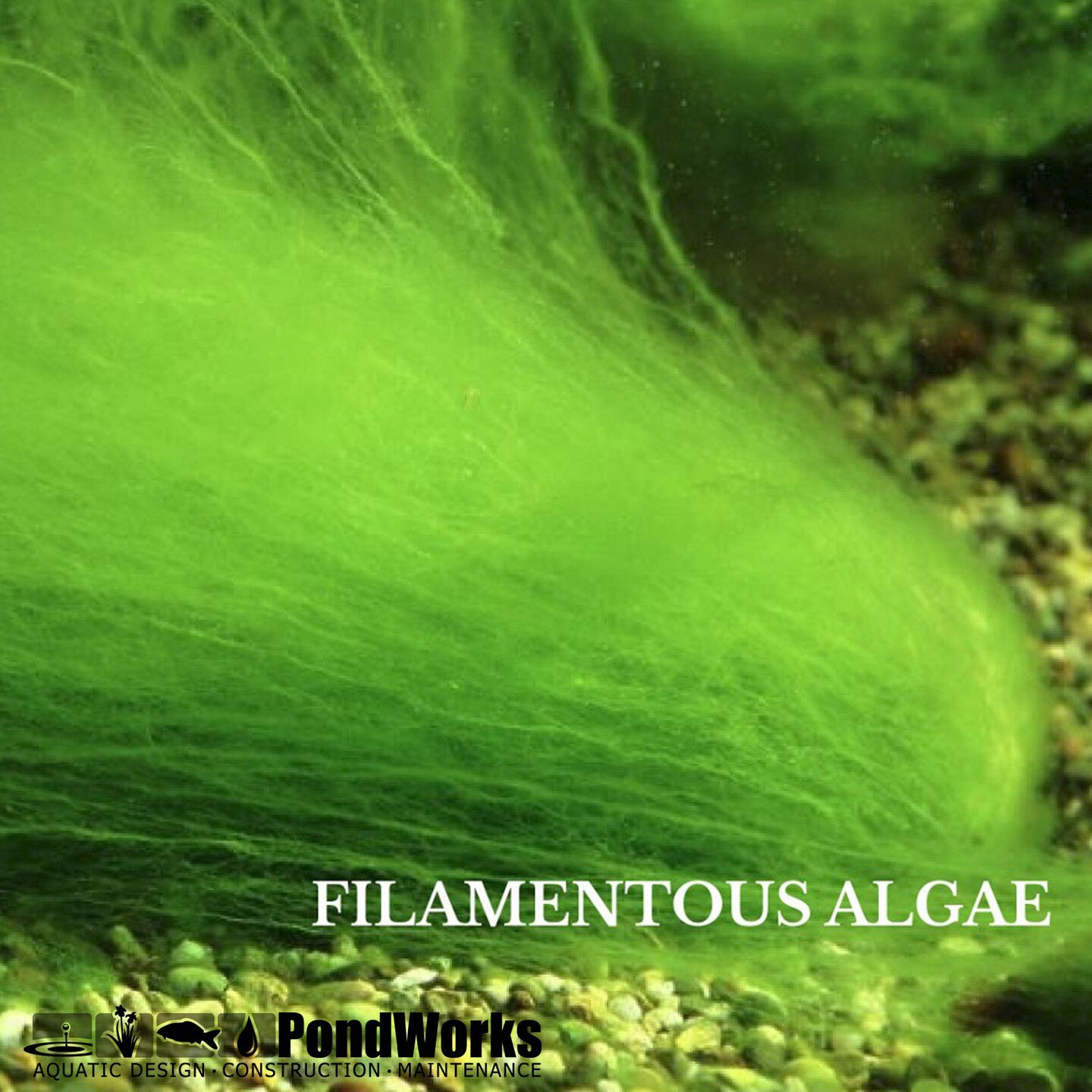 Algae exists in most water bodies and survives, and can even thrive, over winter months. As spring approaches and the air &amp; water temperatures start to warm up, algae growth can increase greatly. The most common algae types we see are Filamentous